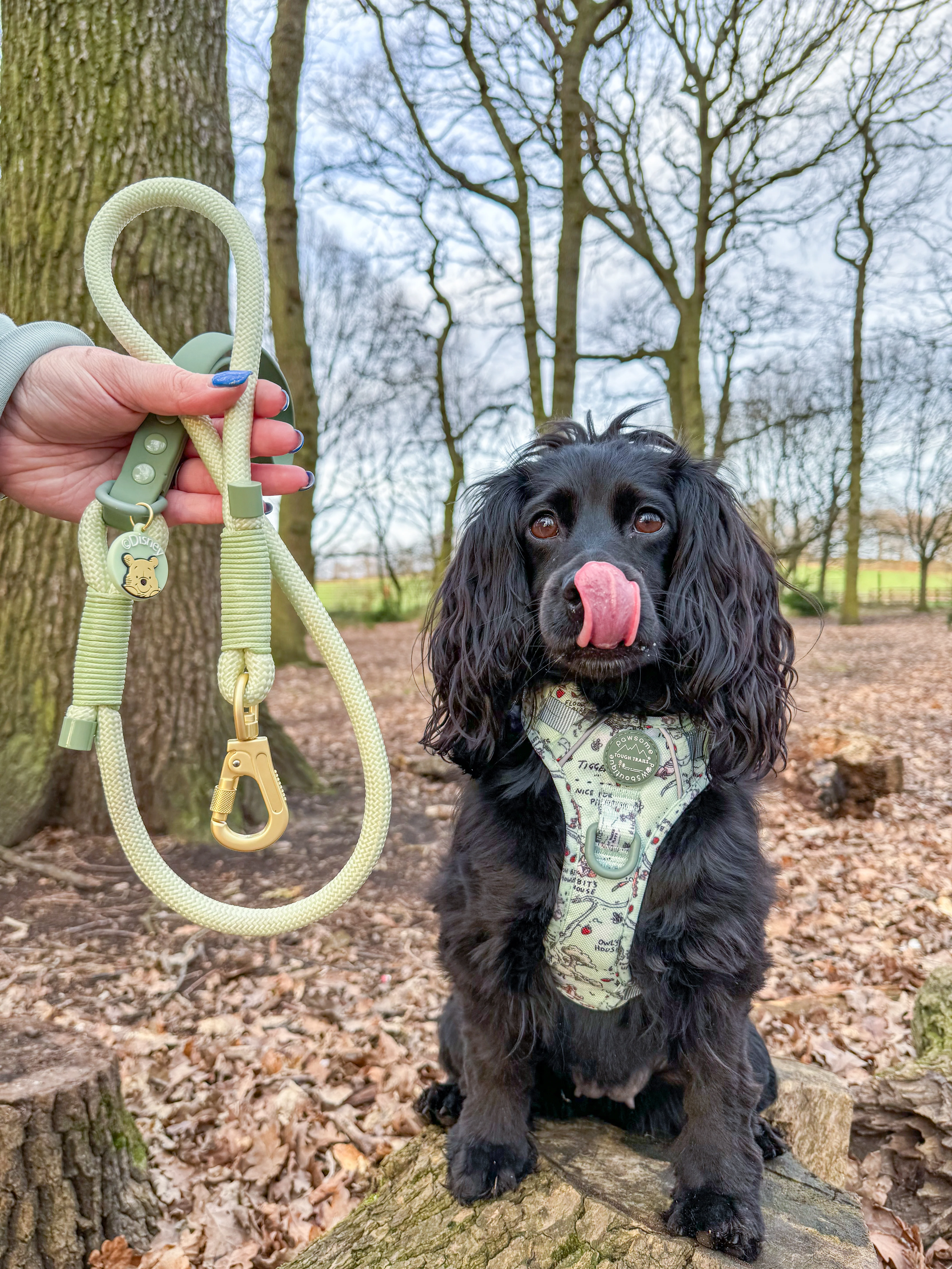 Disney© 4ft Rope Lead - 100 Aker Wood - Light and Dark Green - Image 13