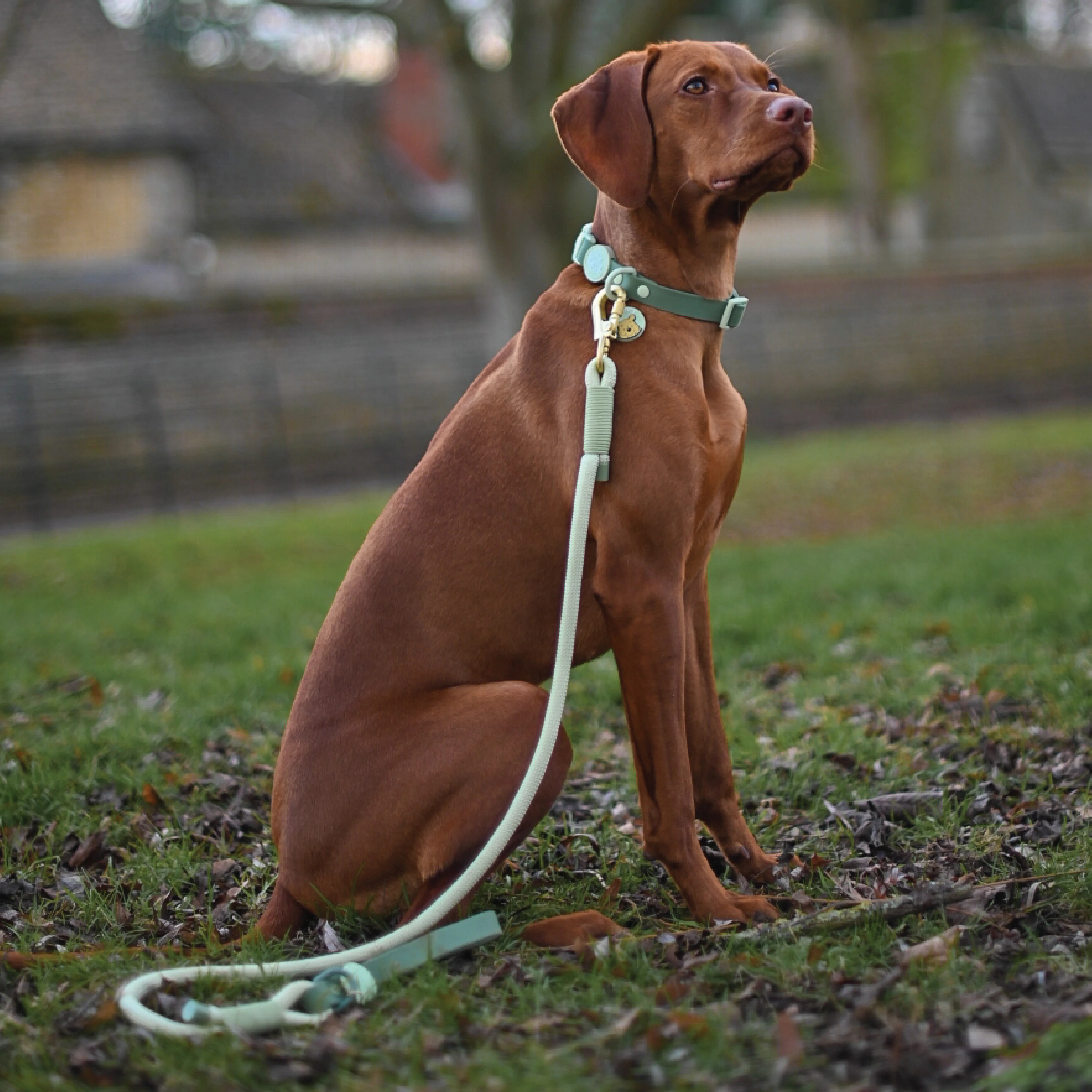 Disney© 4ft Rope Lead - 100 Aker Wood - Light and Dark Green - Image 17