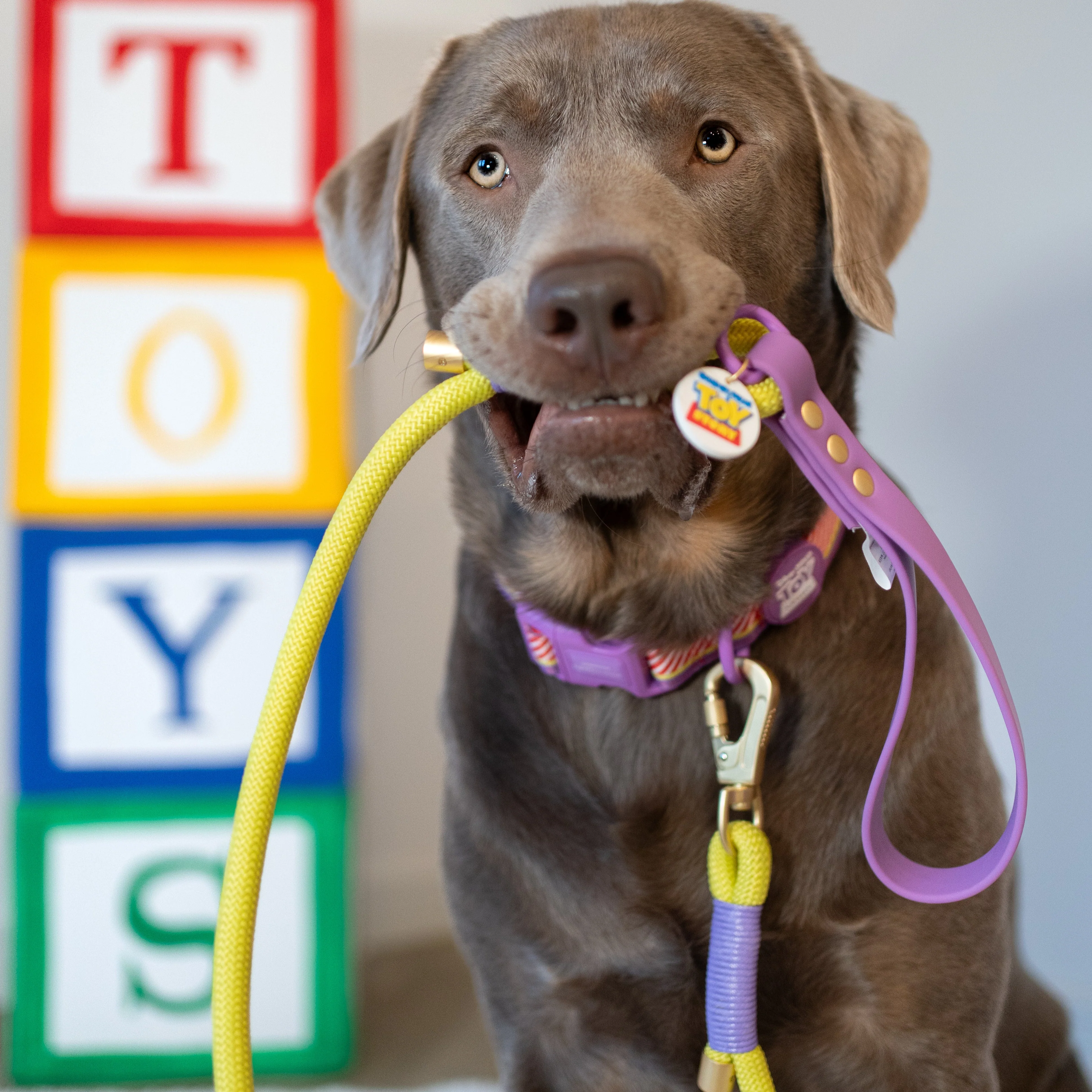 Disney© 4ft Rope Lead - Buzz Lightyear - Image 8
