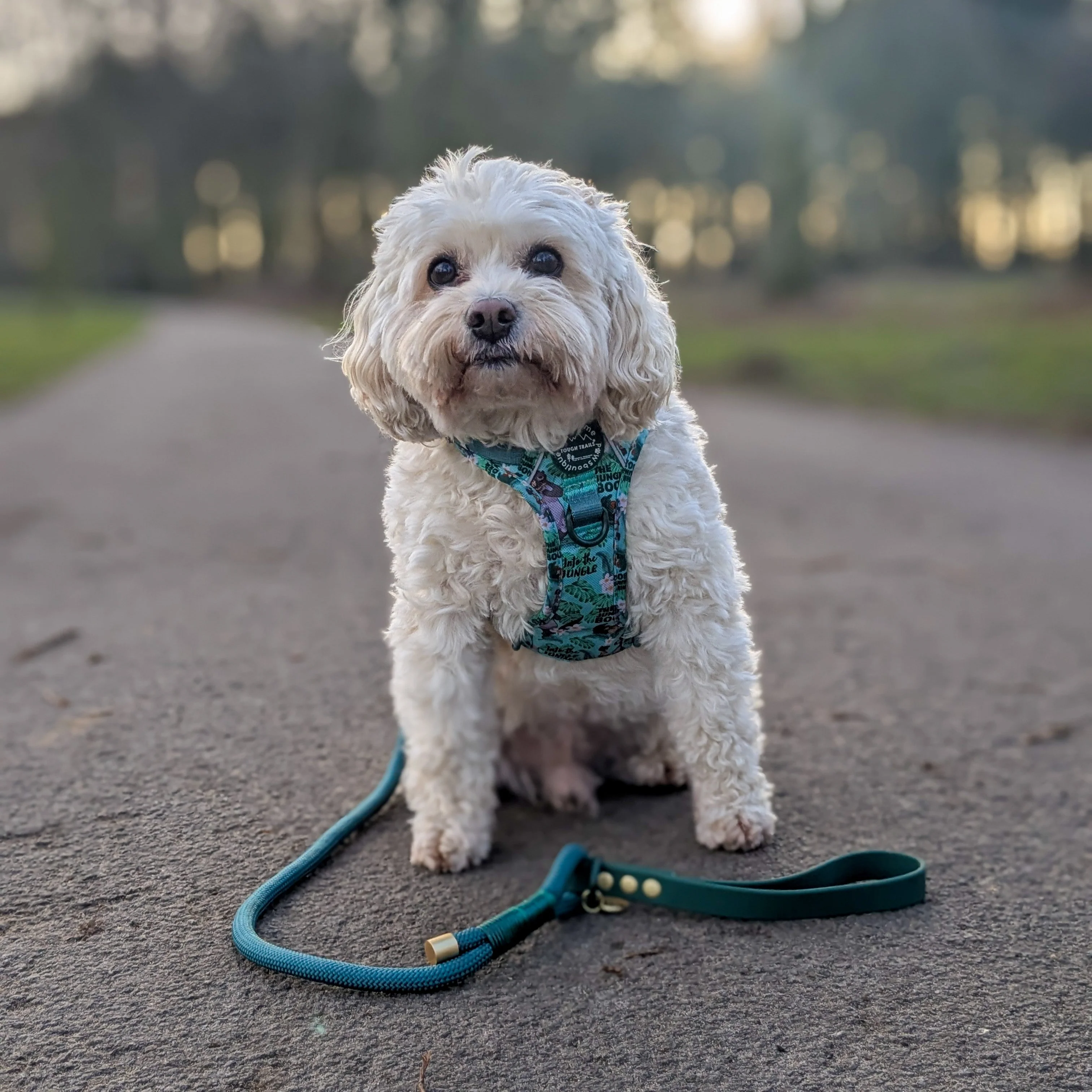Disney© 4ft Rope Lead - Jungle Book - Image 13