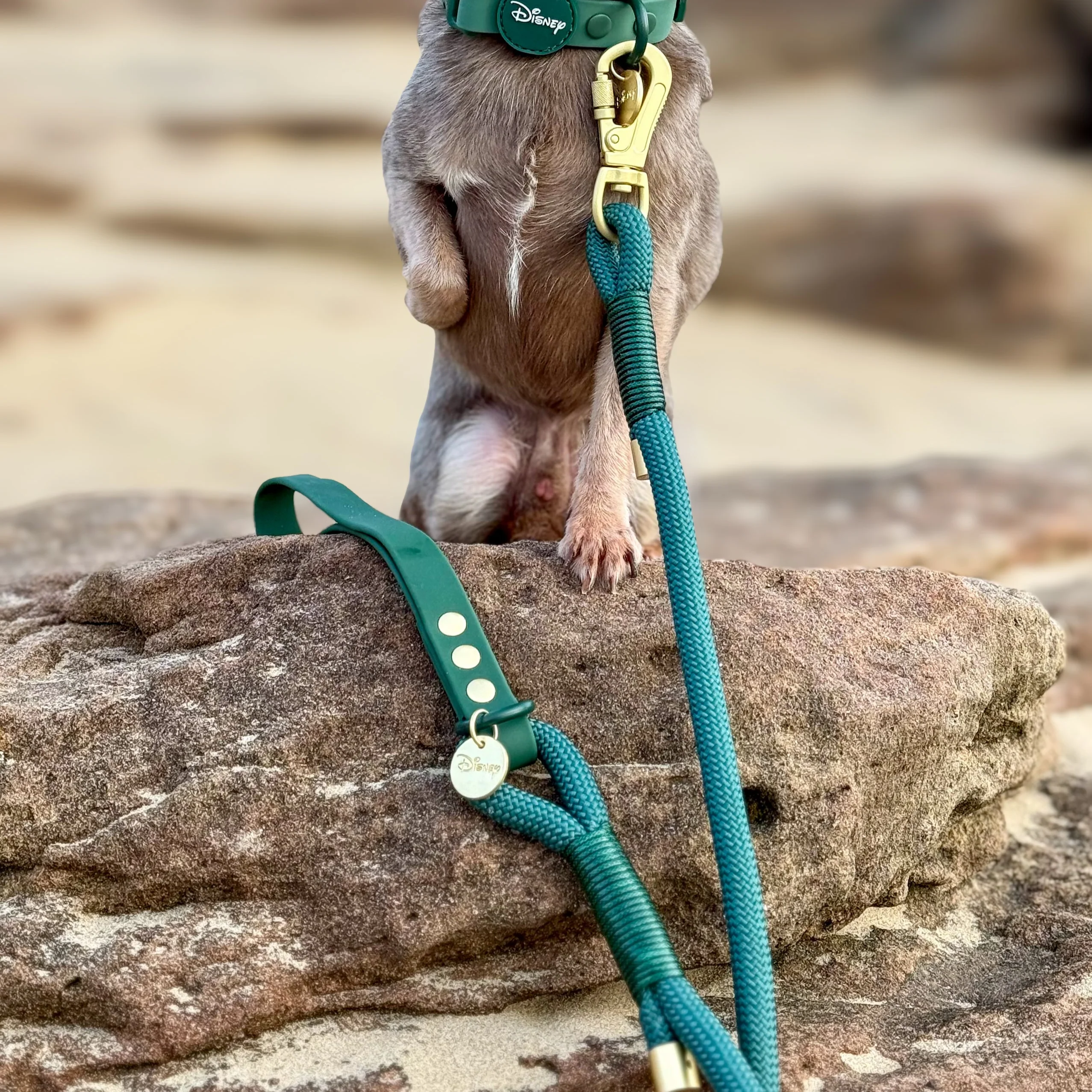 Disney© 4ft Rope Lead - Jungle Book - Image 15