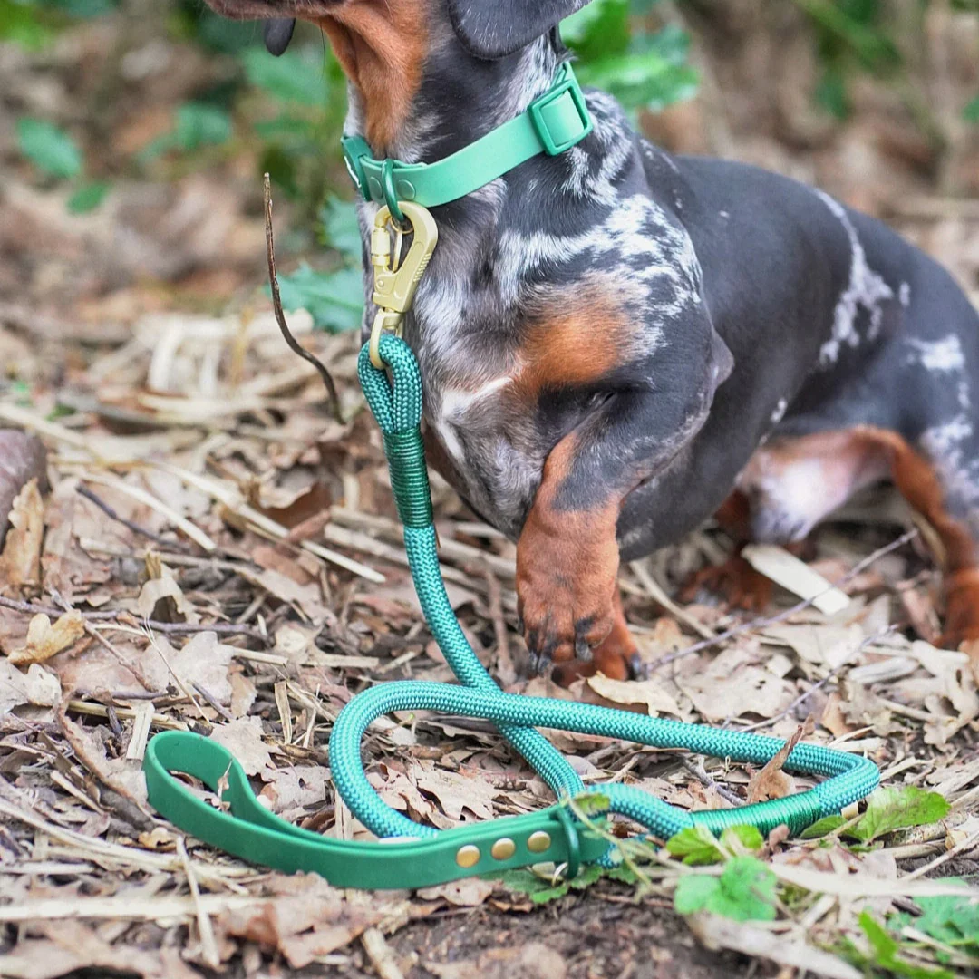 Disney© 4ft Rope Lead - Jungle Book - Image 17