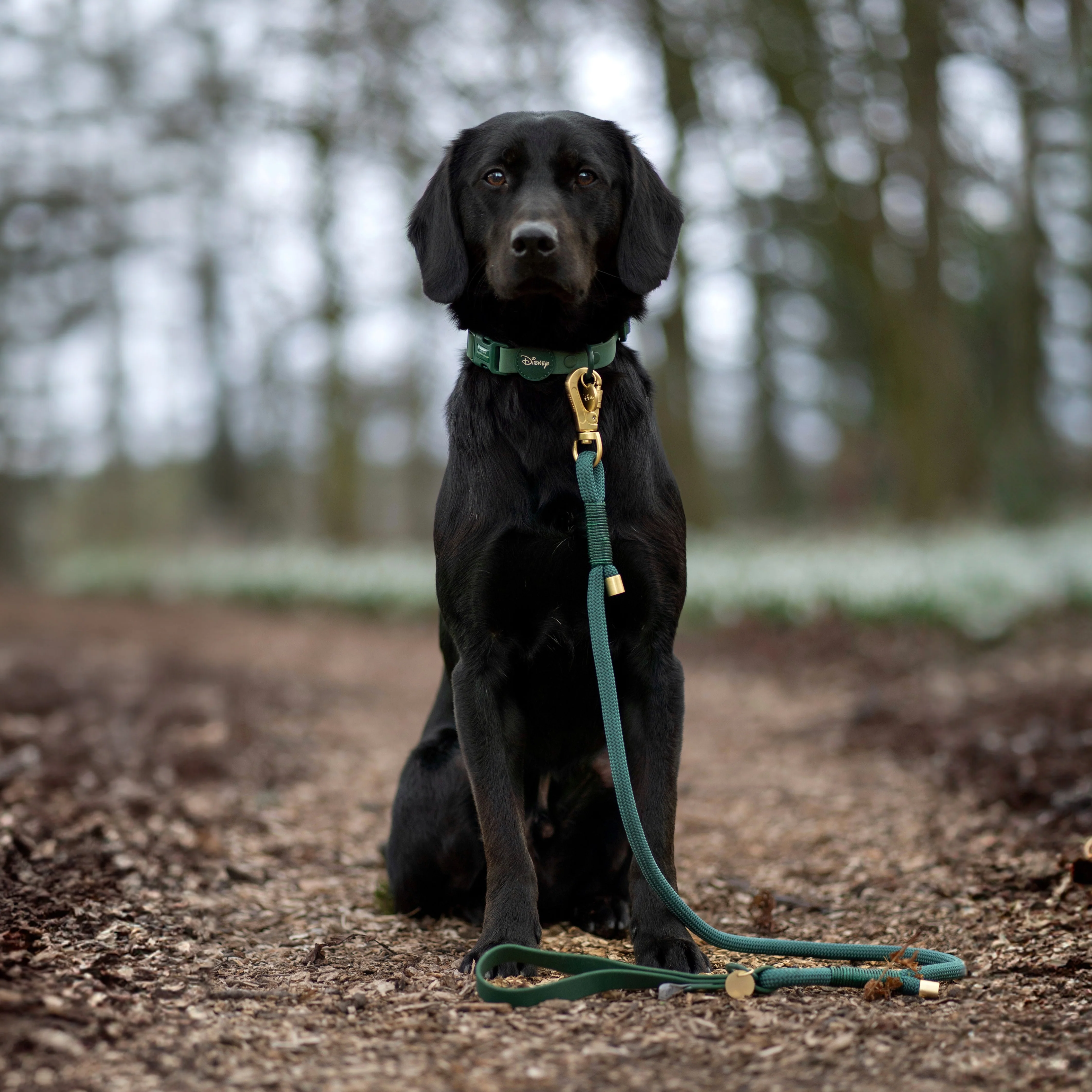 Disney© 4ft Rope Lead - Jungle Book - Image 5