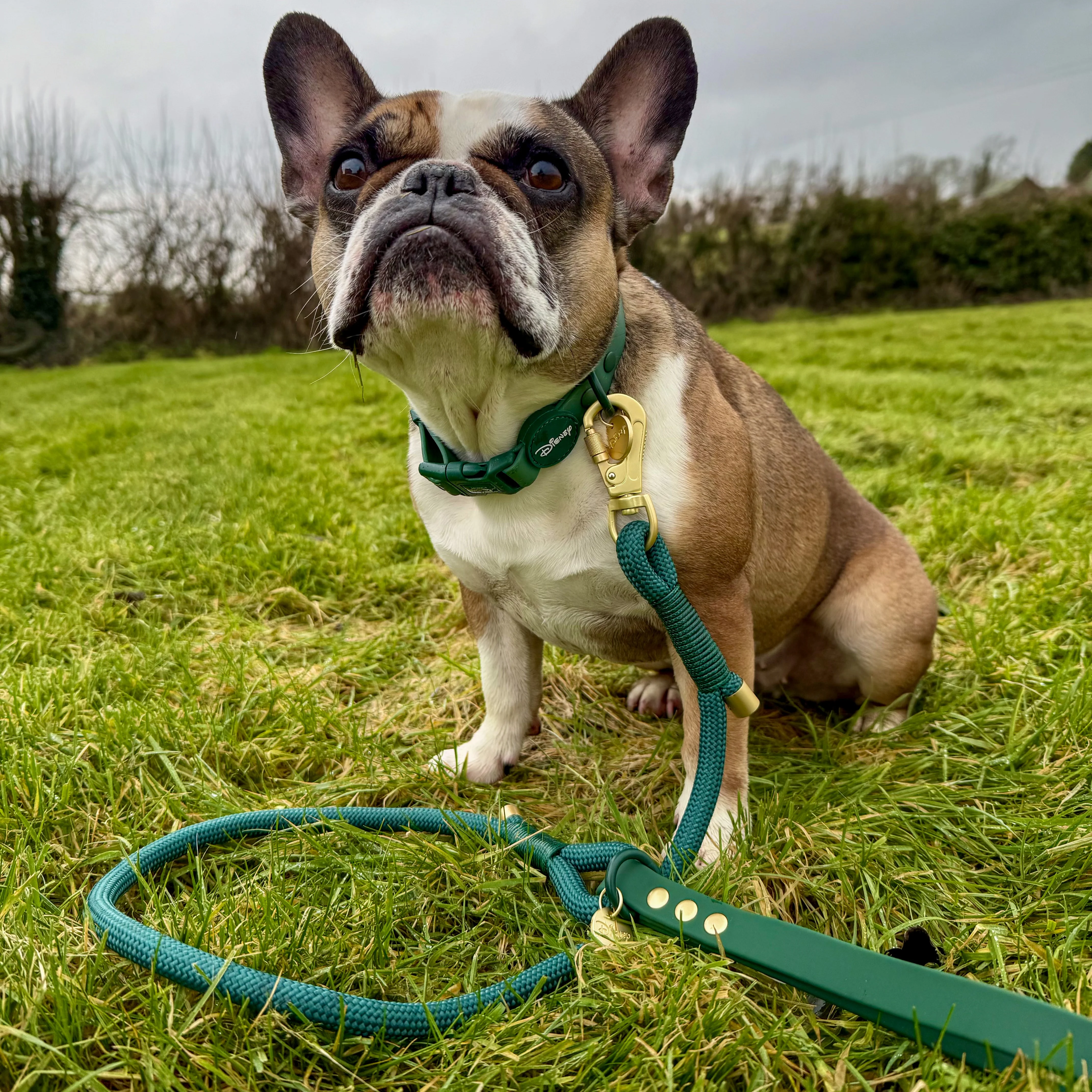 Disney© 4ft Rope Lead - Jungle Book - Image 7