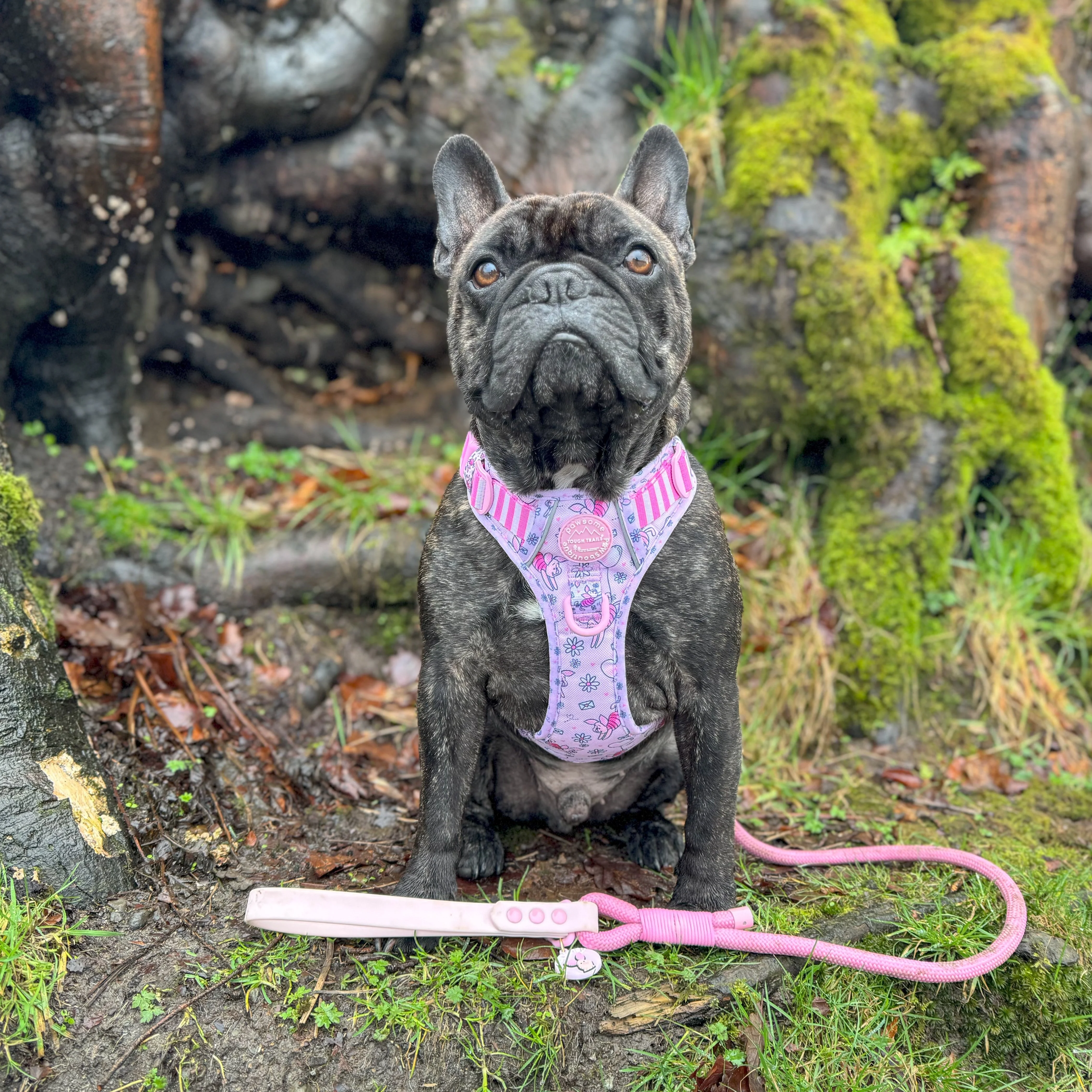 Disney© 4ft Rope Lead - Piglet - Pink - Image 9