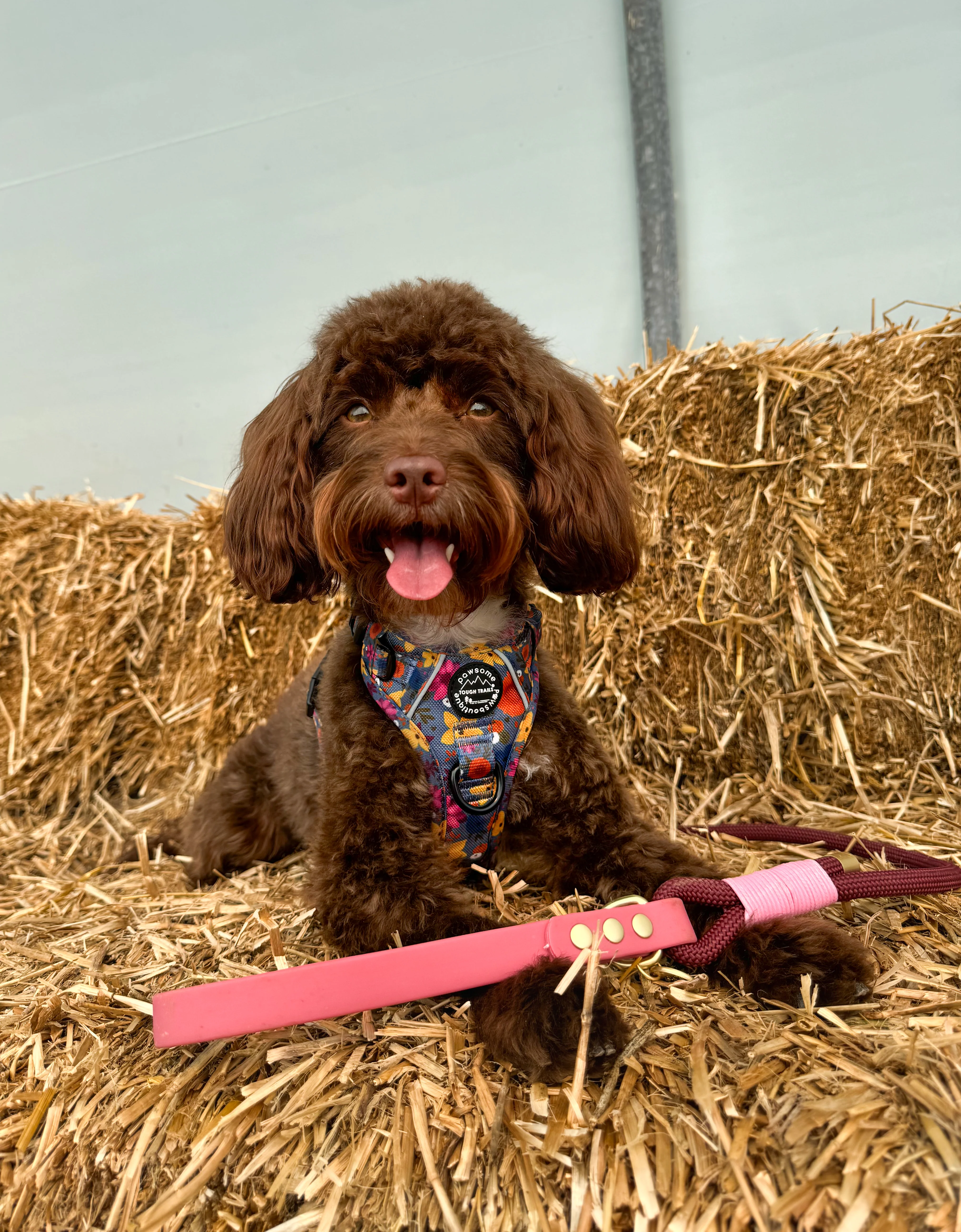 4ft Rope Lead - Mulberry - Image 11