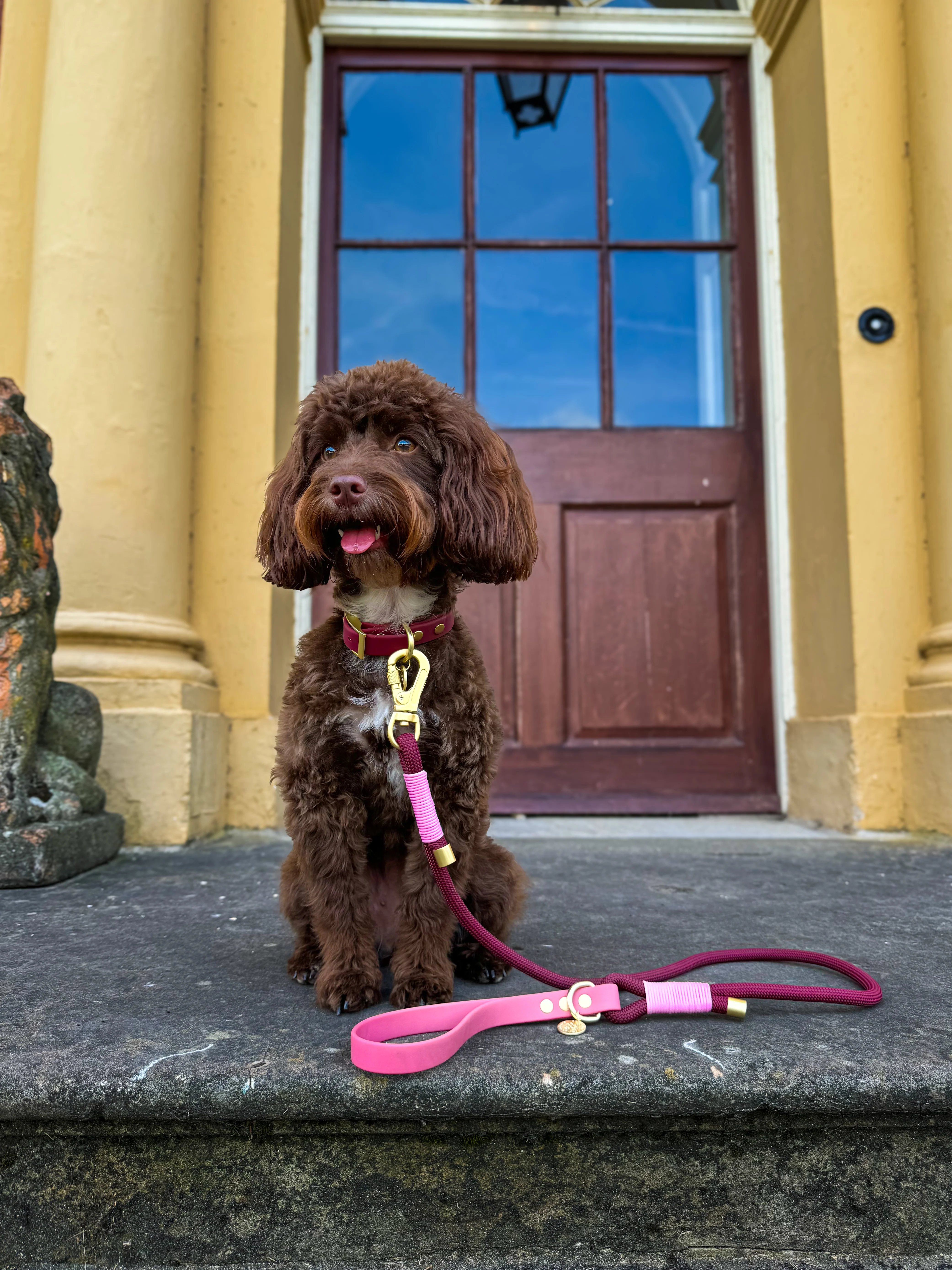 4ft Rope Lead - Mulberry - Image 12