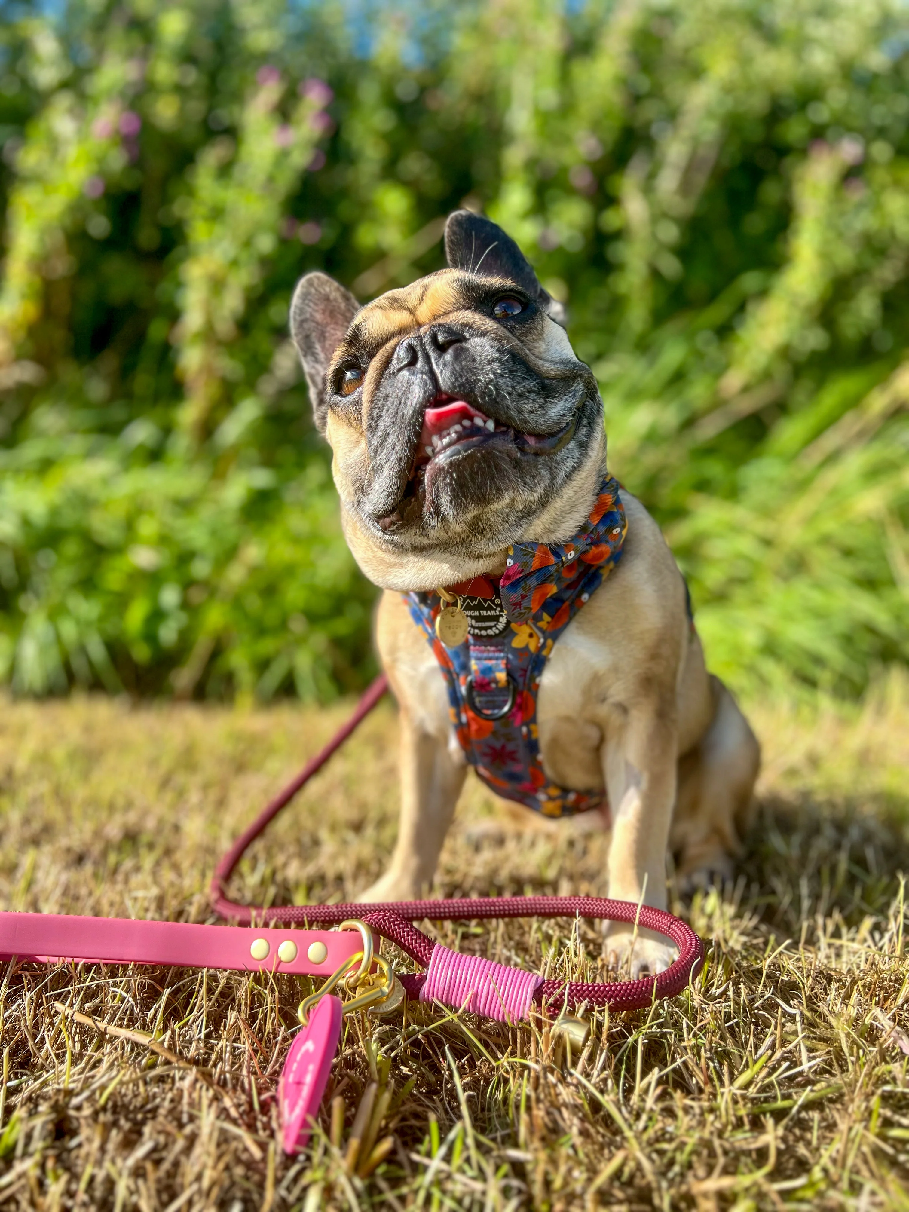 4ft Rope Lead - Mulberry - Image 7