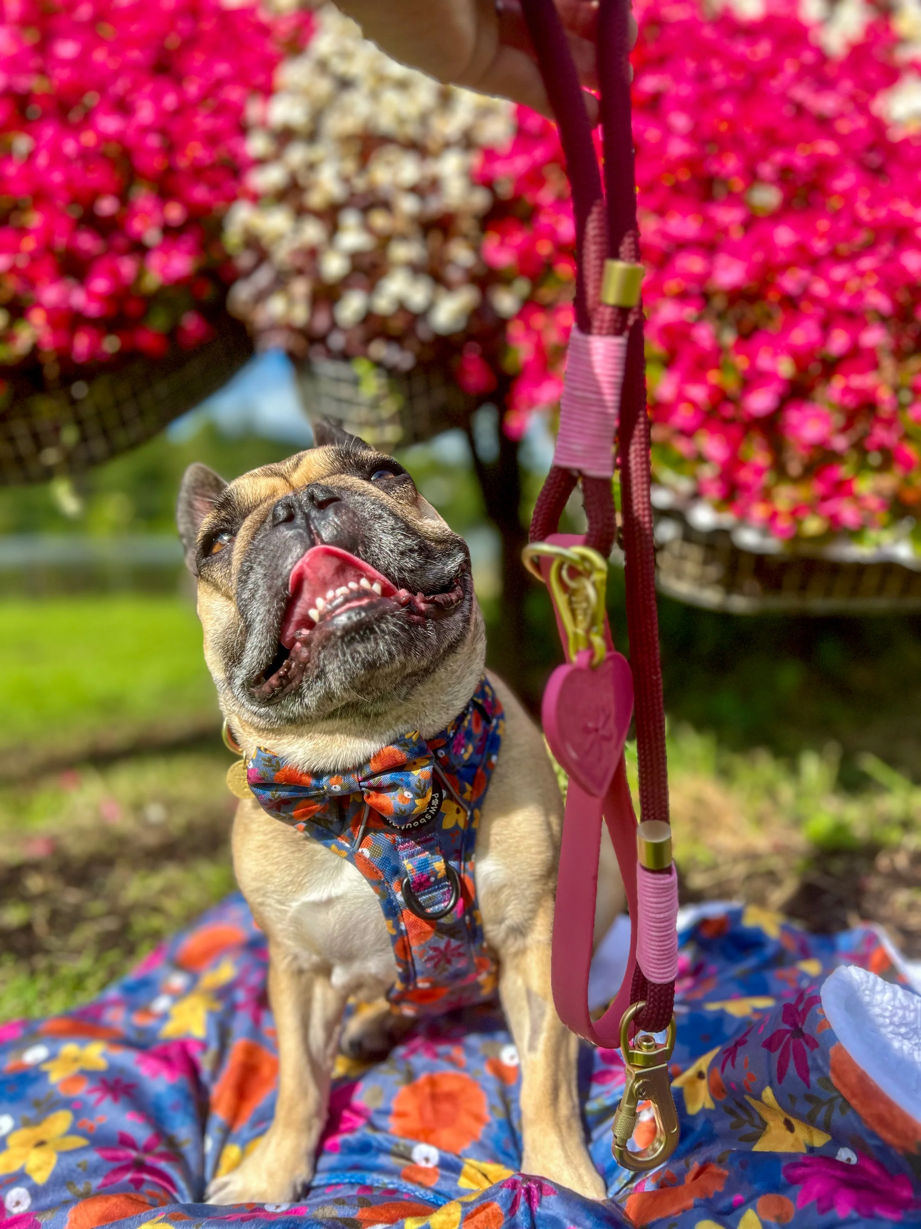 4ft Rope Lead - Mulberry - Image 9