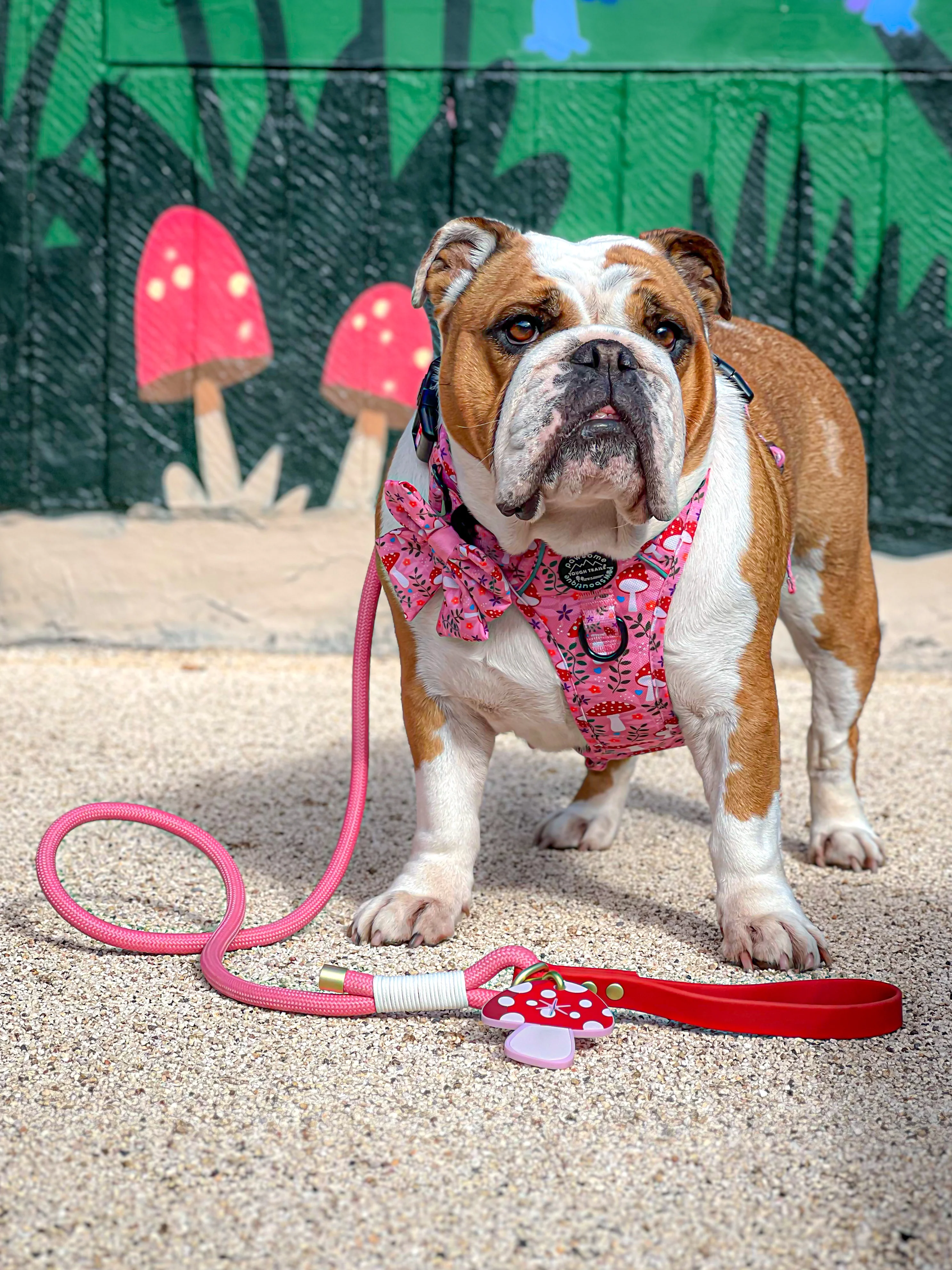 4ft Rope Lead - Red + Pink - Image 8