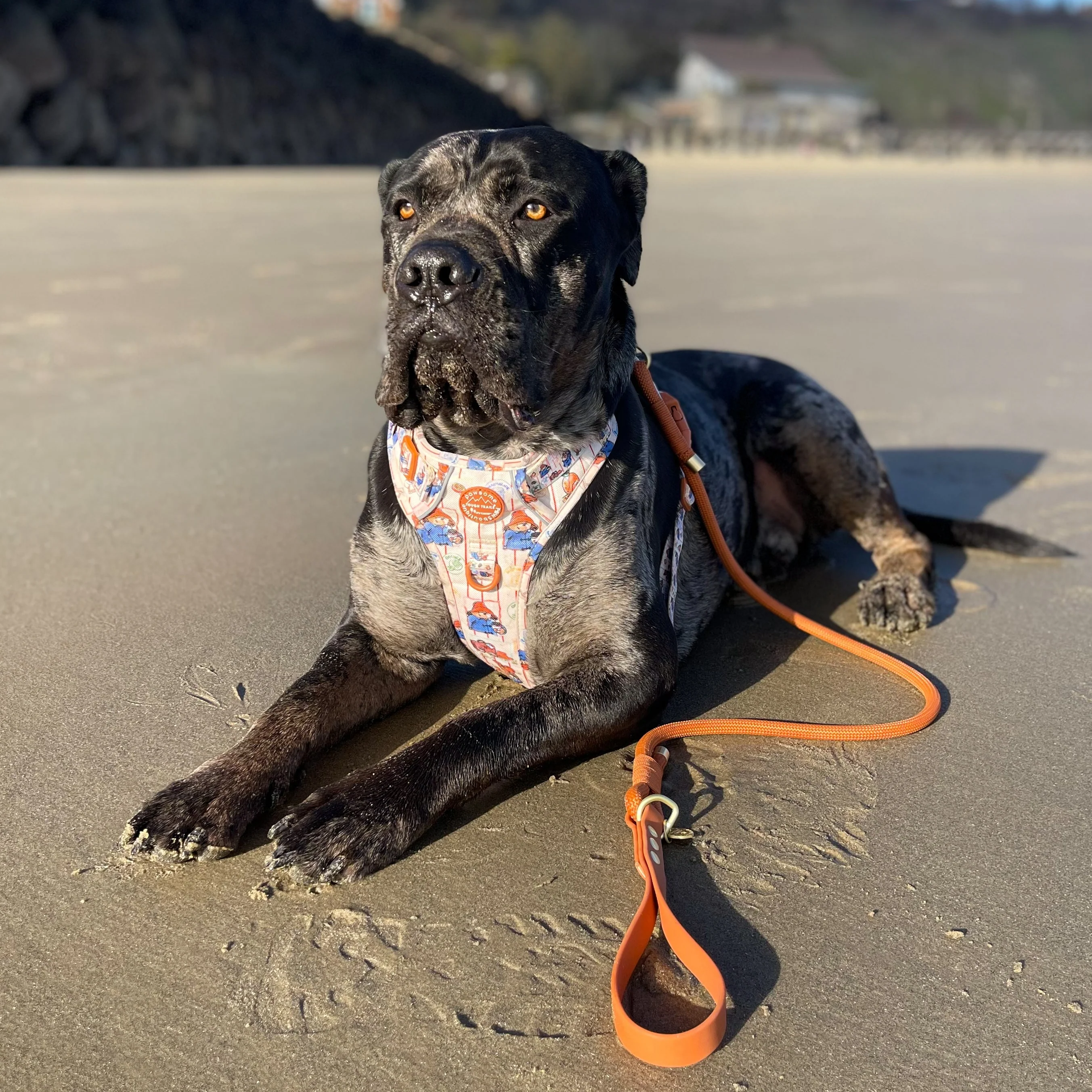 4ft Rope Lead - Rust - Image 11