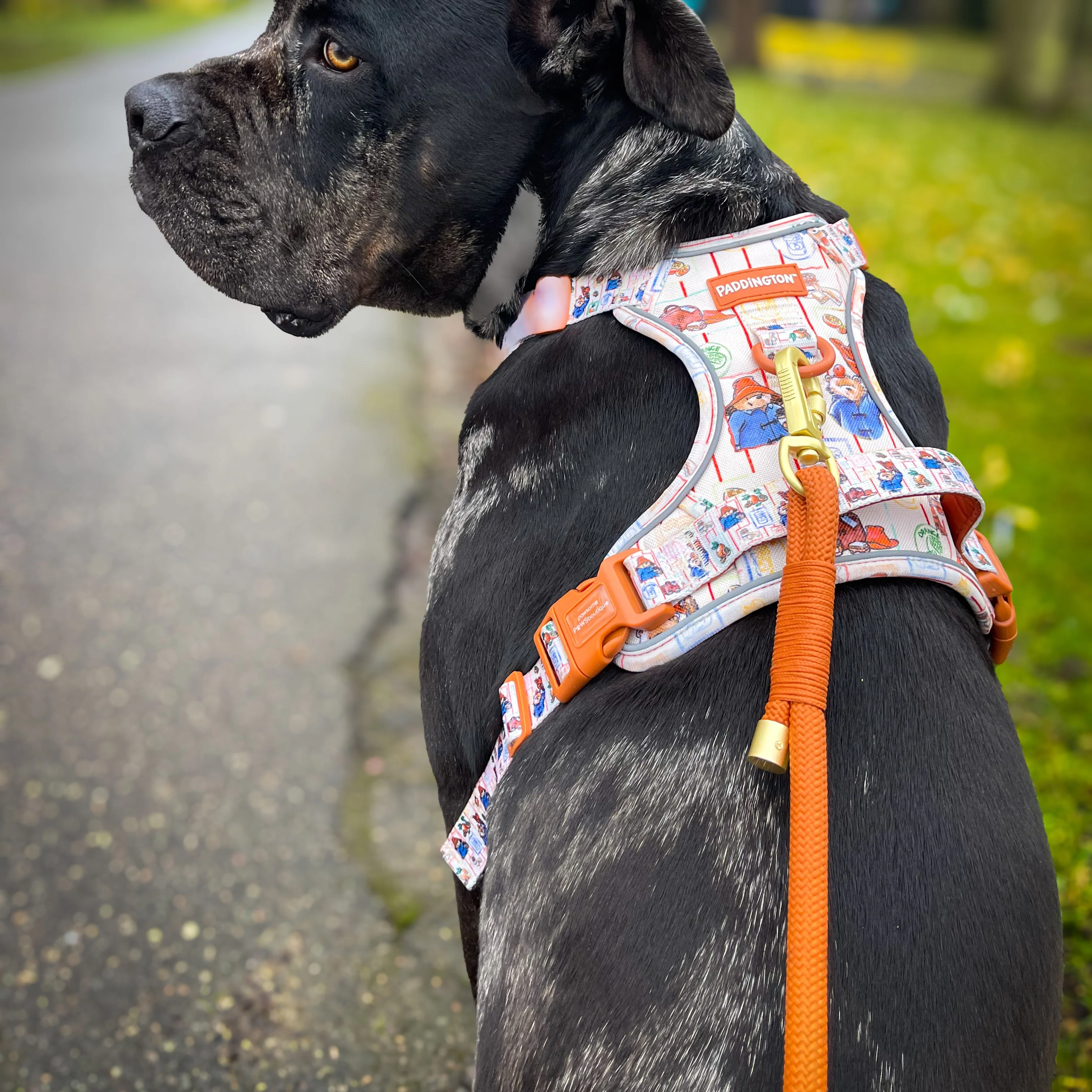 4ft Rope Lead - Rust - Image 5