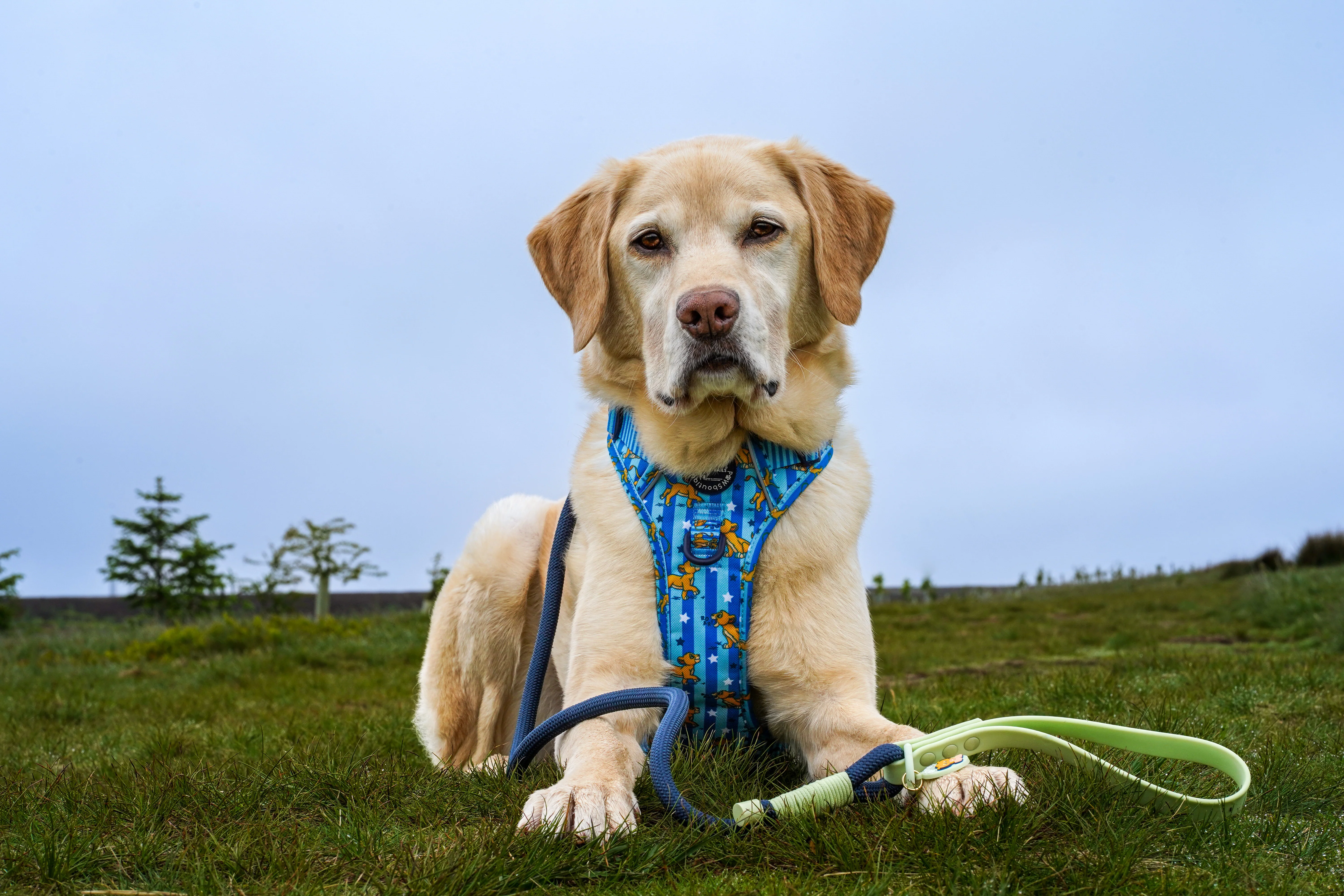 Disney© 4ft Rope Lead - Simba - Navy and Mint - Image 3