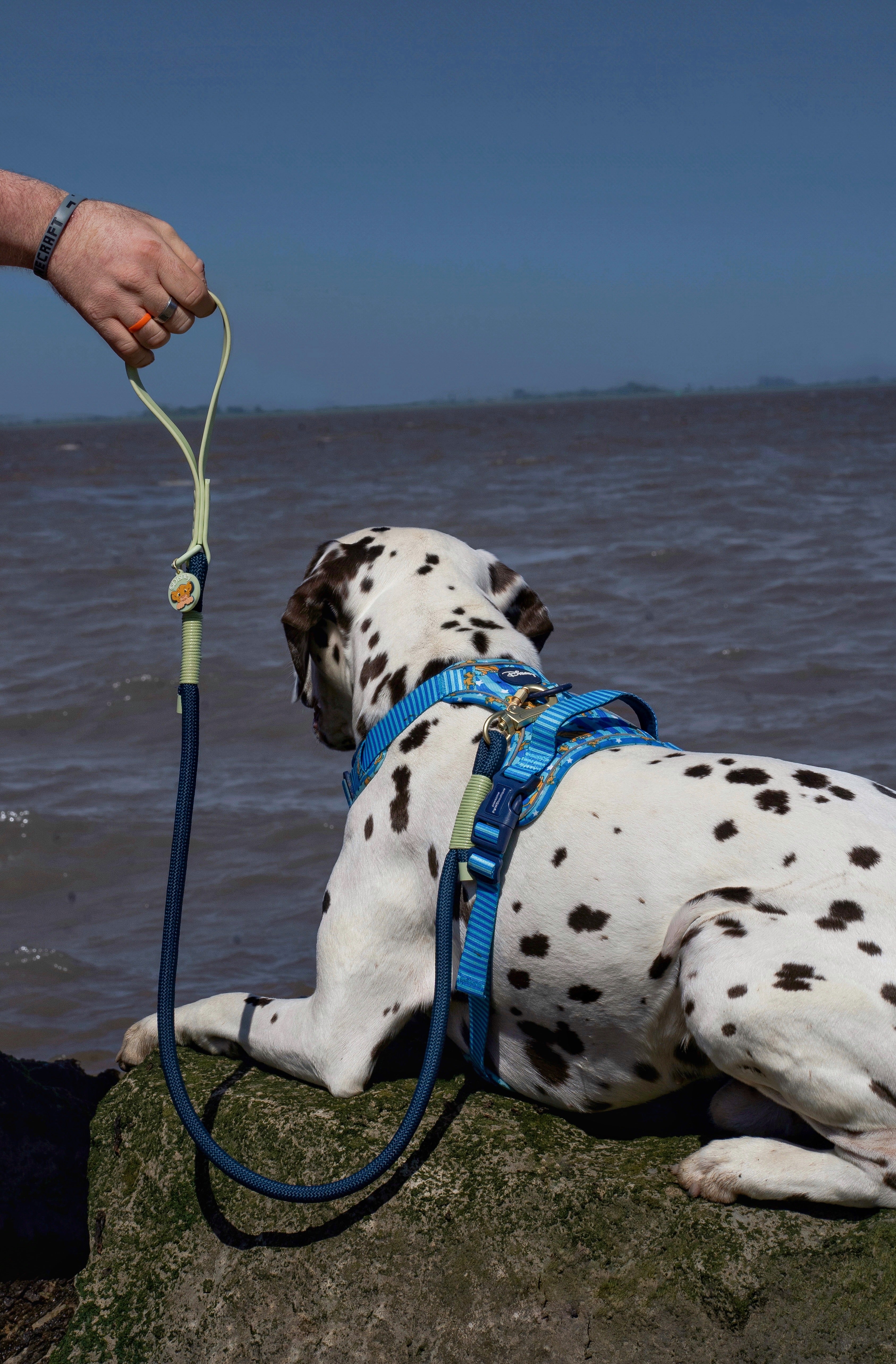 Disney© 4ft Rope Lead - Simba - Navy and Mint - Image 8