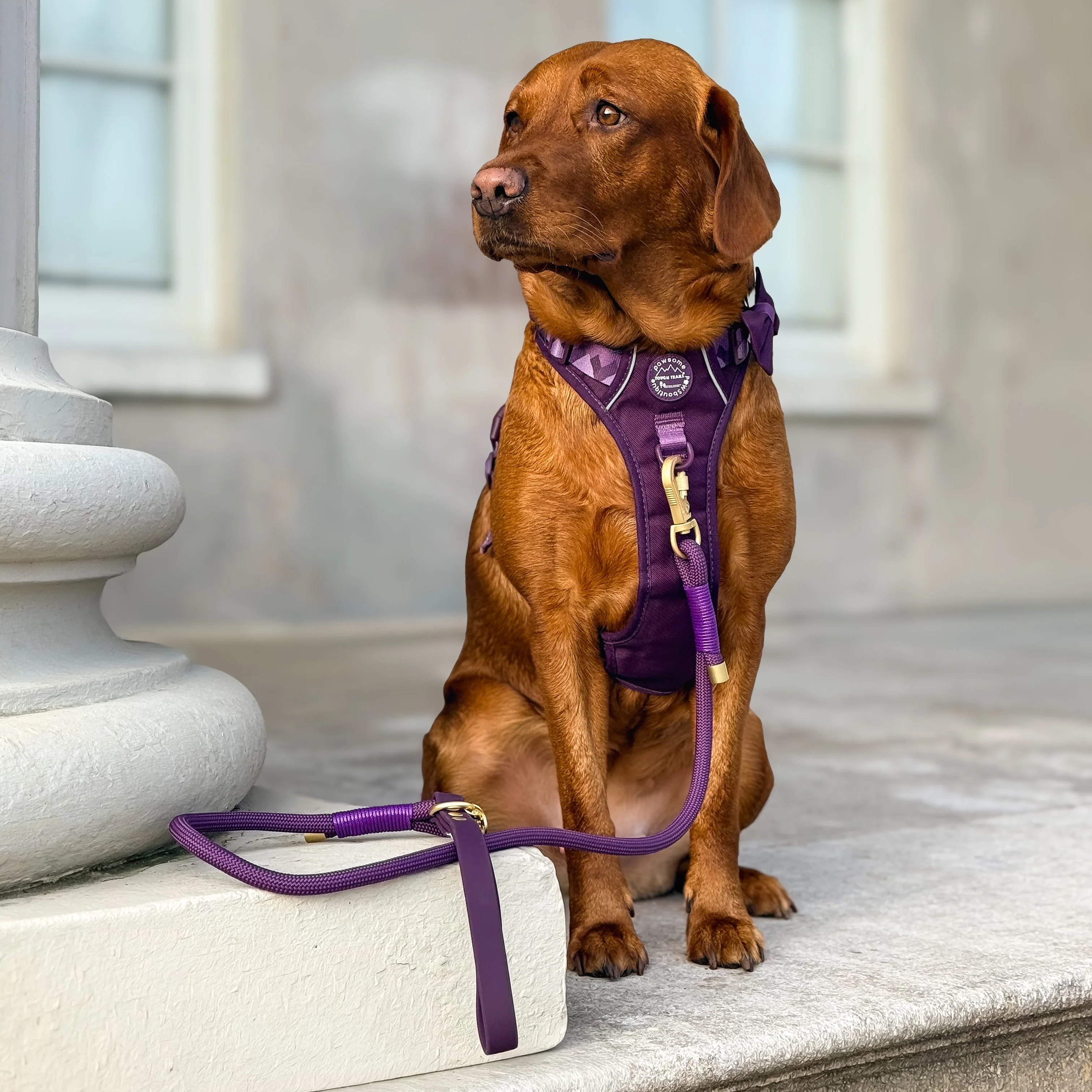 4ft Rope Lead - Walkies Ready® Plum - Image 5