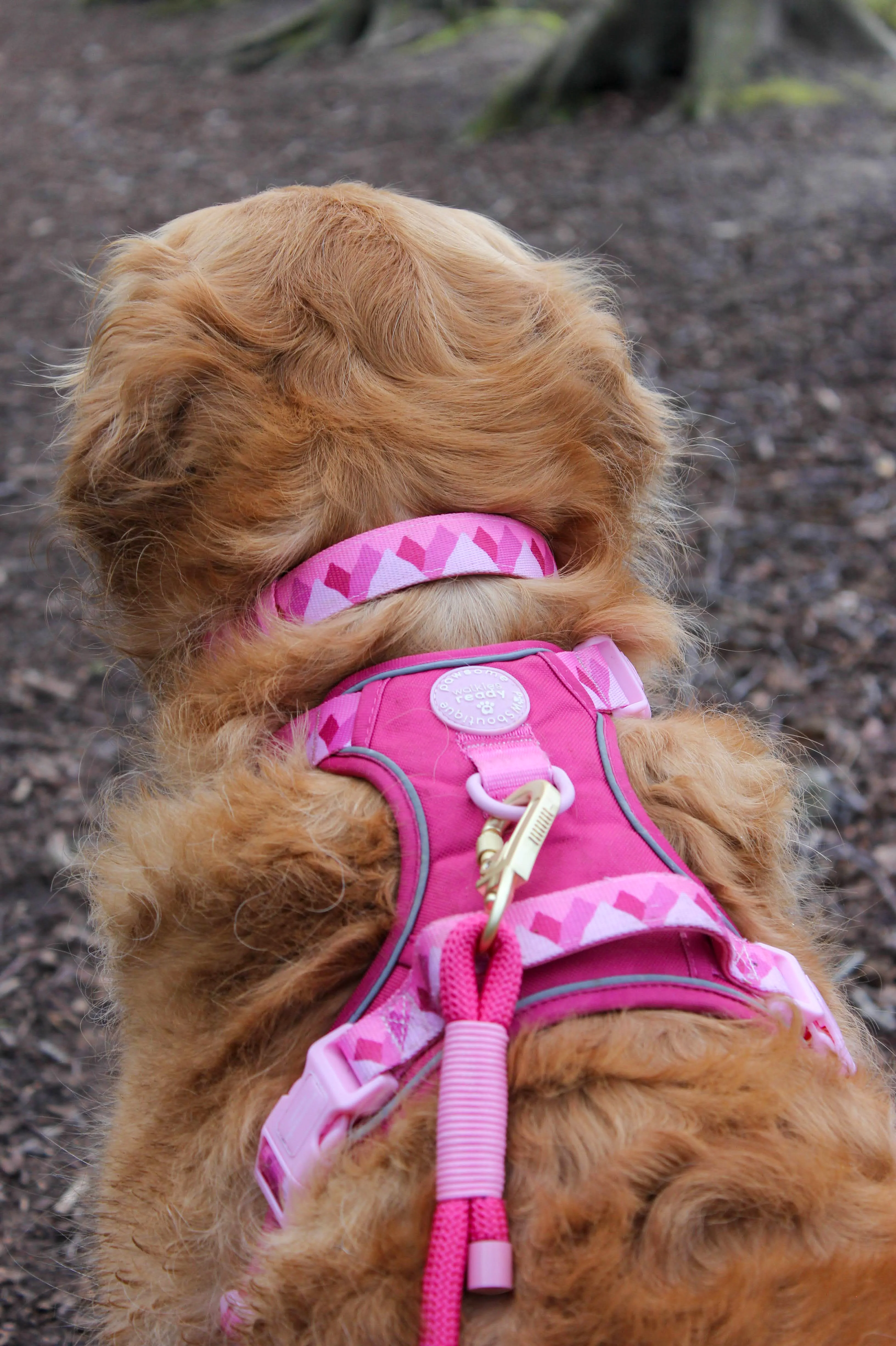 4ft Rope Lead - Walkies Ready® Raspberry Pink - Image 16