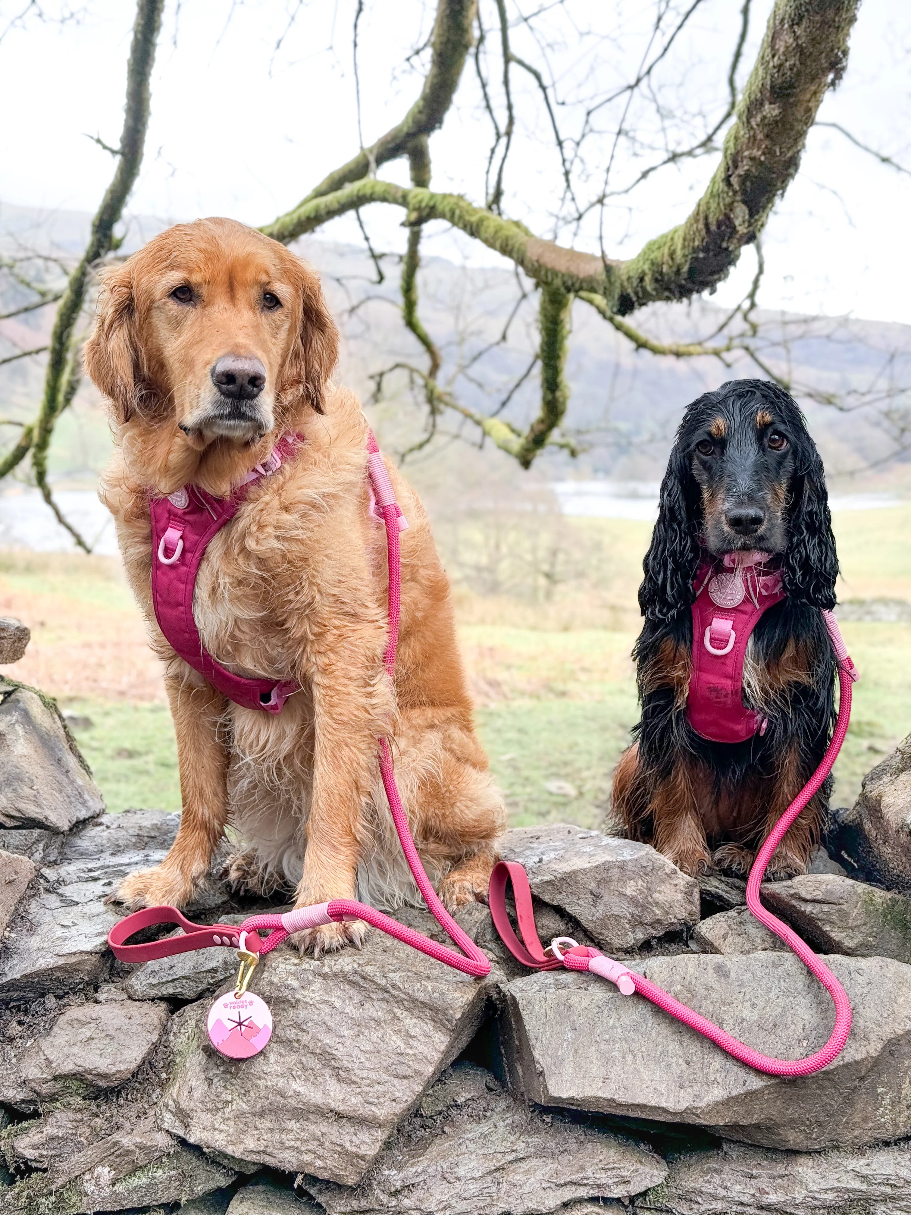 4ft Rope Lead - Walkies Ready® Raspberry Pink - Image 6