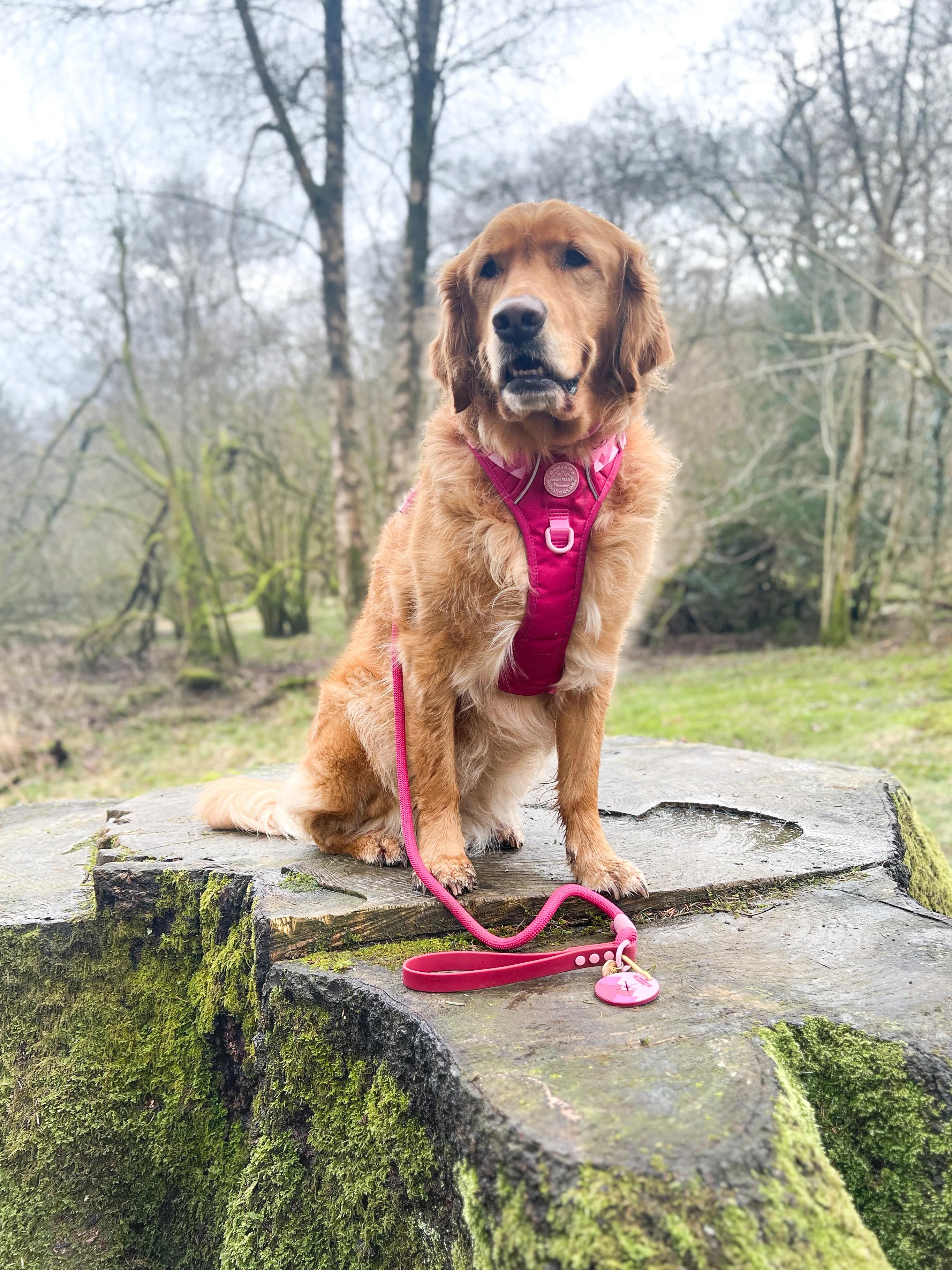 4ft Rope Lead - Walkies Ready® Raspberry Pink - Image 7