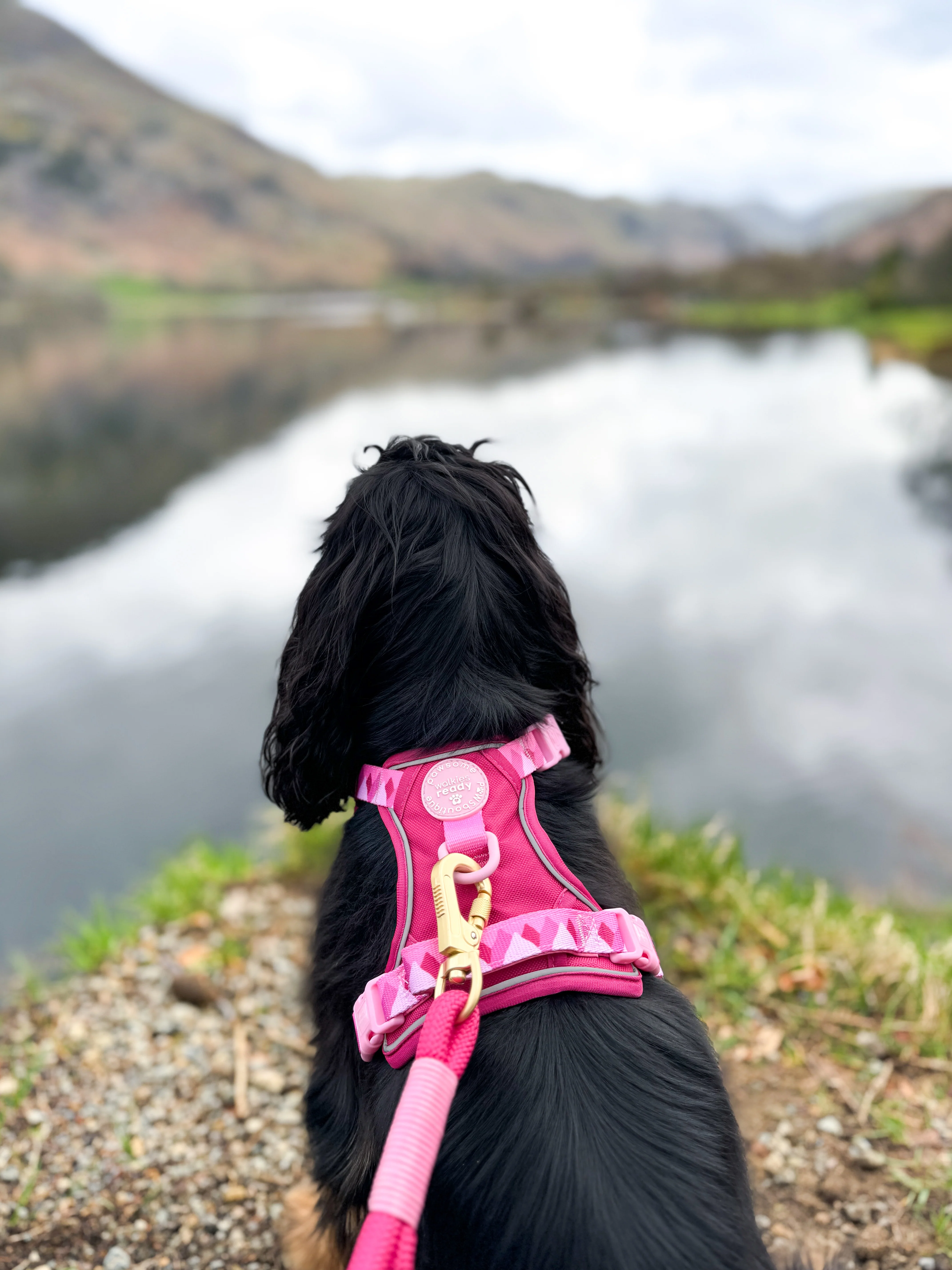 4ft Rope Lead - Walkies Ready® Raspberry Pink - Image 8