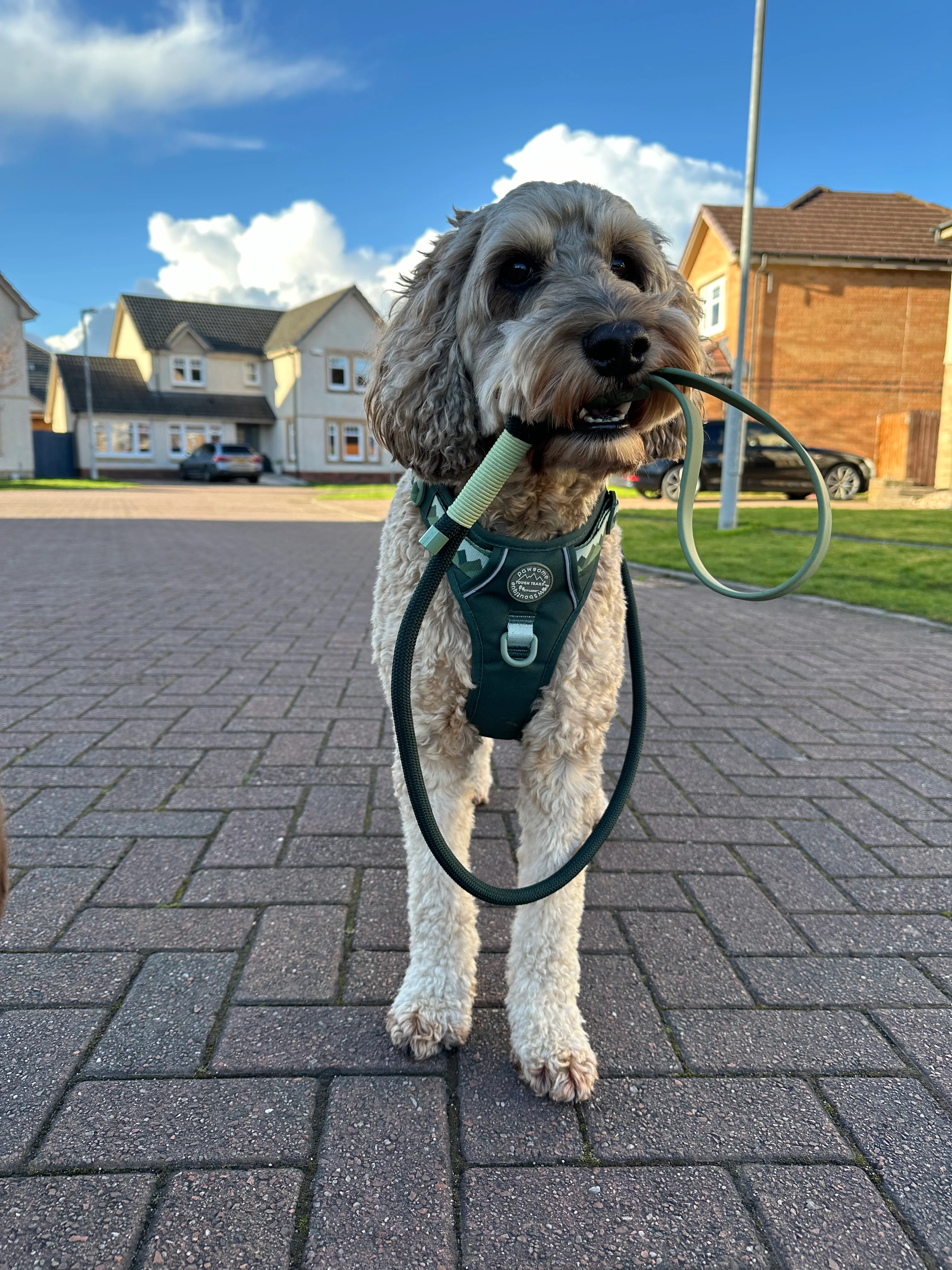 4ft Rope Lead - Walkies Ready® Forest Green - Image 14