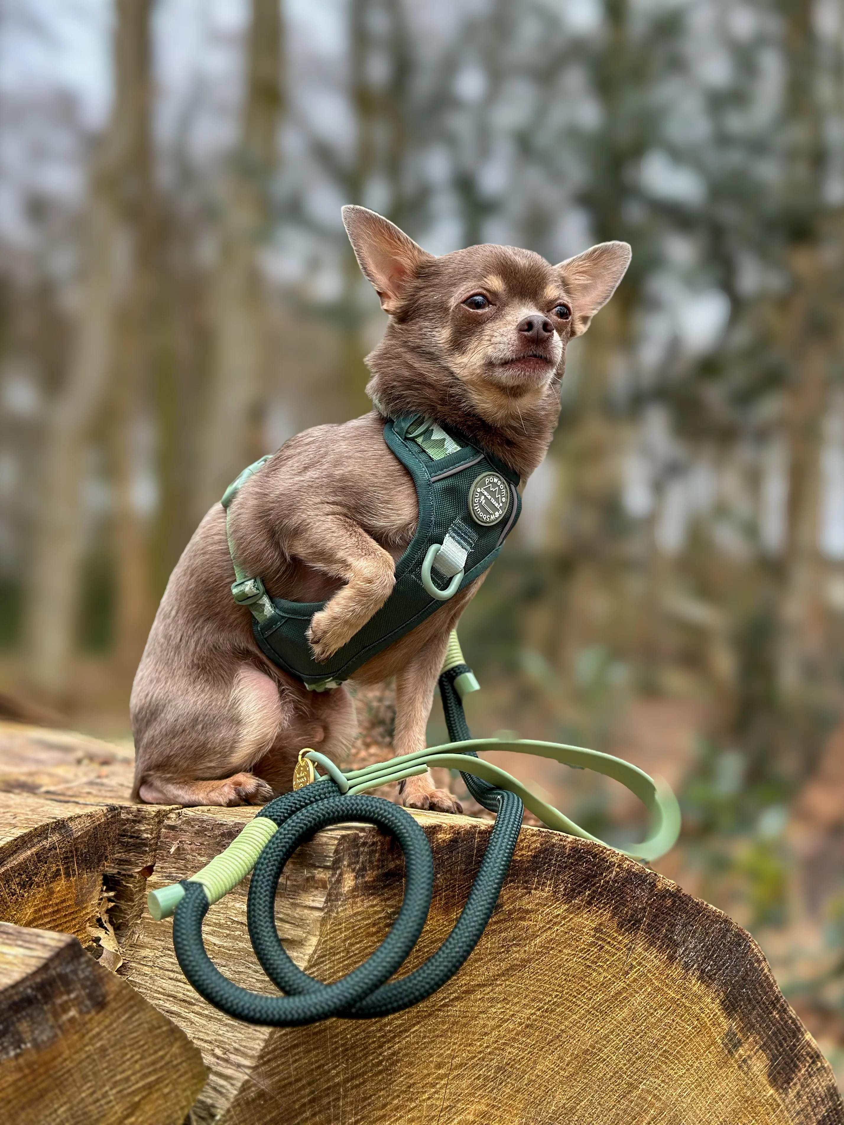 4ft Rope Lead - Walkies Ready® Forest Green - Image 15