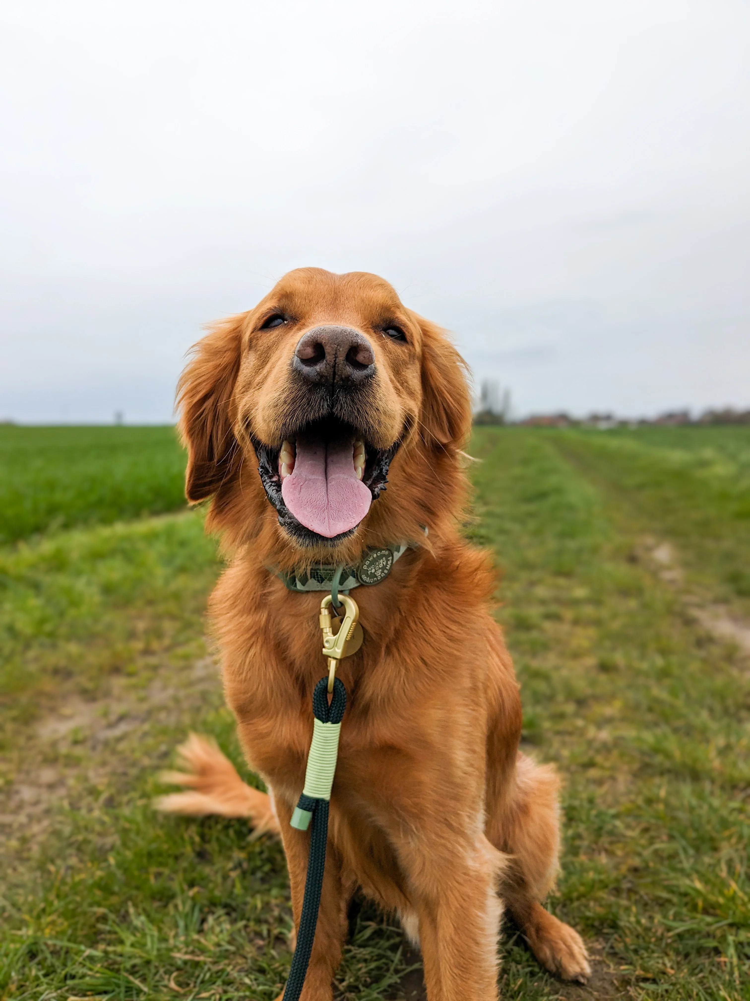 4ft Rope Lead - Walkies Ready® Forest Green - Image 16