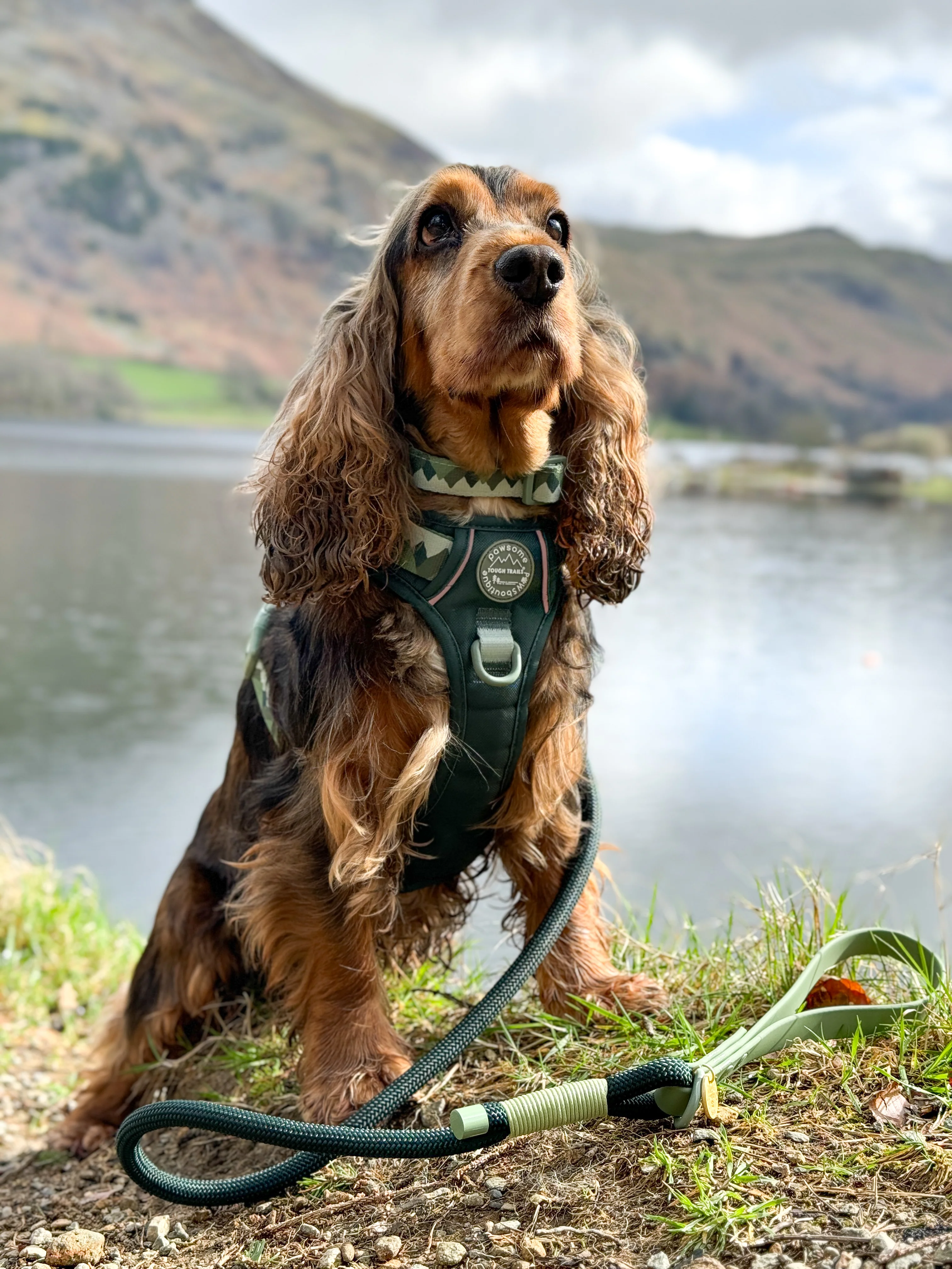 4ft Rope Lead - Walkies Ready® Forest Green - Image 4