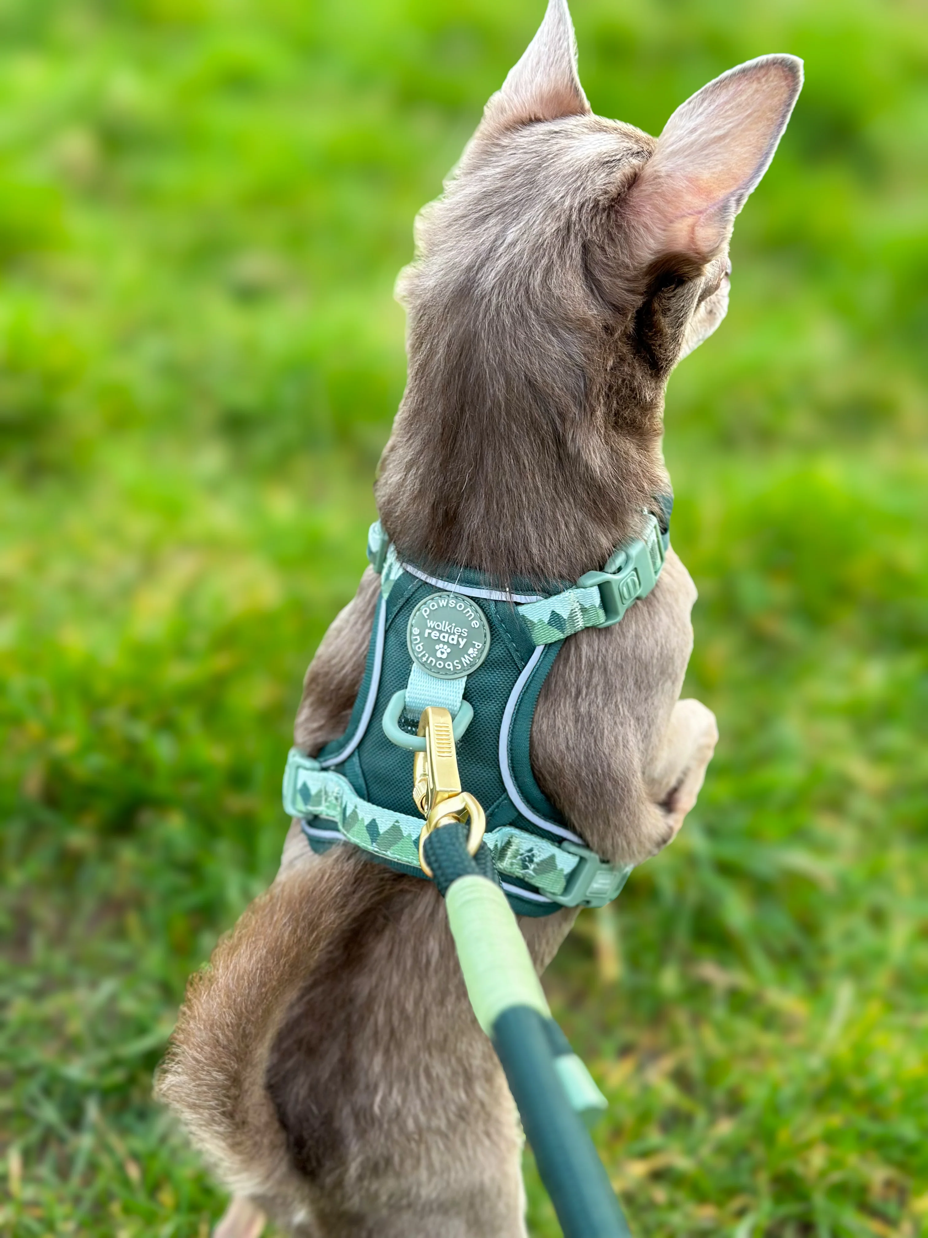 4ft Rope Lead - Walkies Ready® Forest Green - Image 8