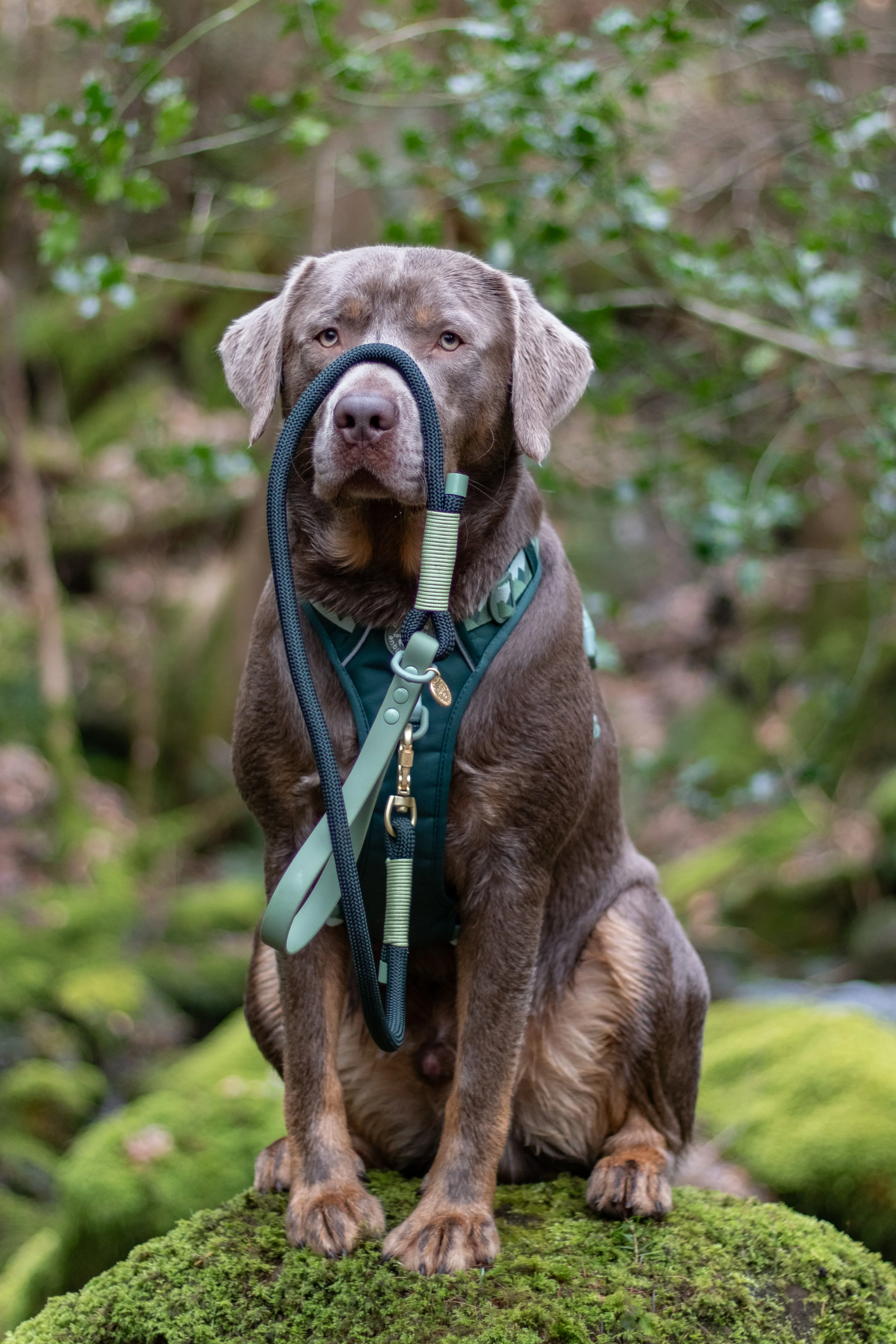 4ft Rope Lead - Walkies Ready® Forest Green - Image 9