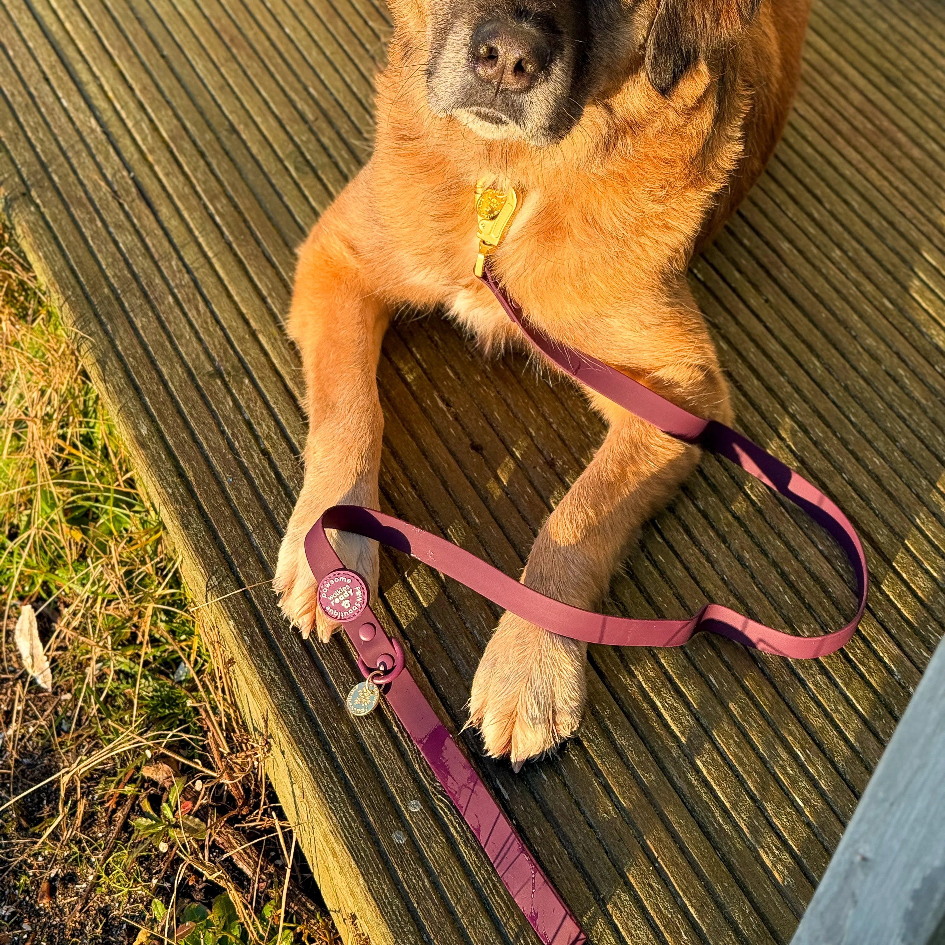 4ft Waterproof Lead - Walkies Ready® Plum - Image 3