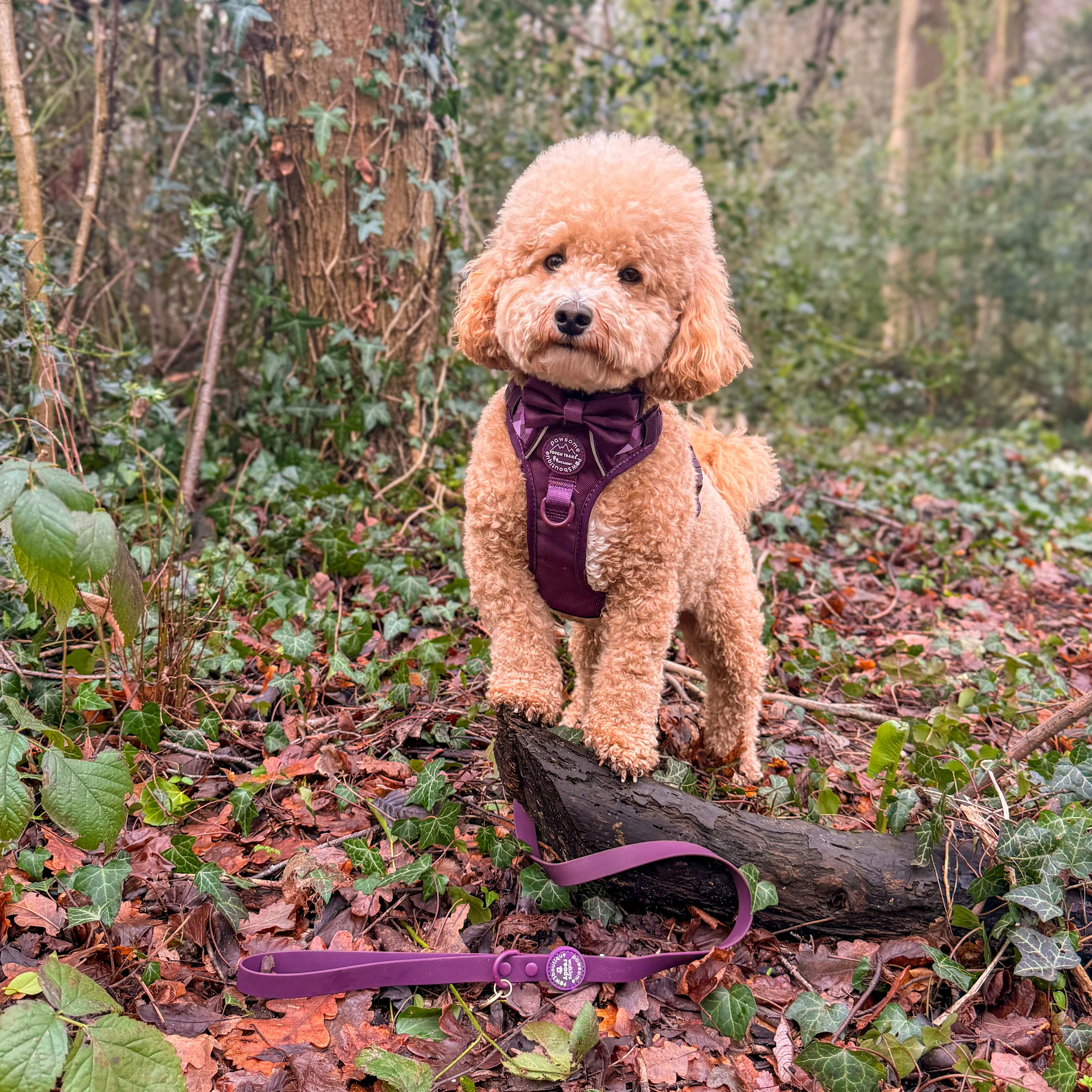 4ft Waterproof Lead - Walkies Ready® Plum - Image 9