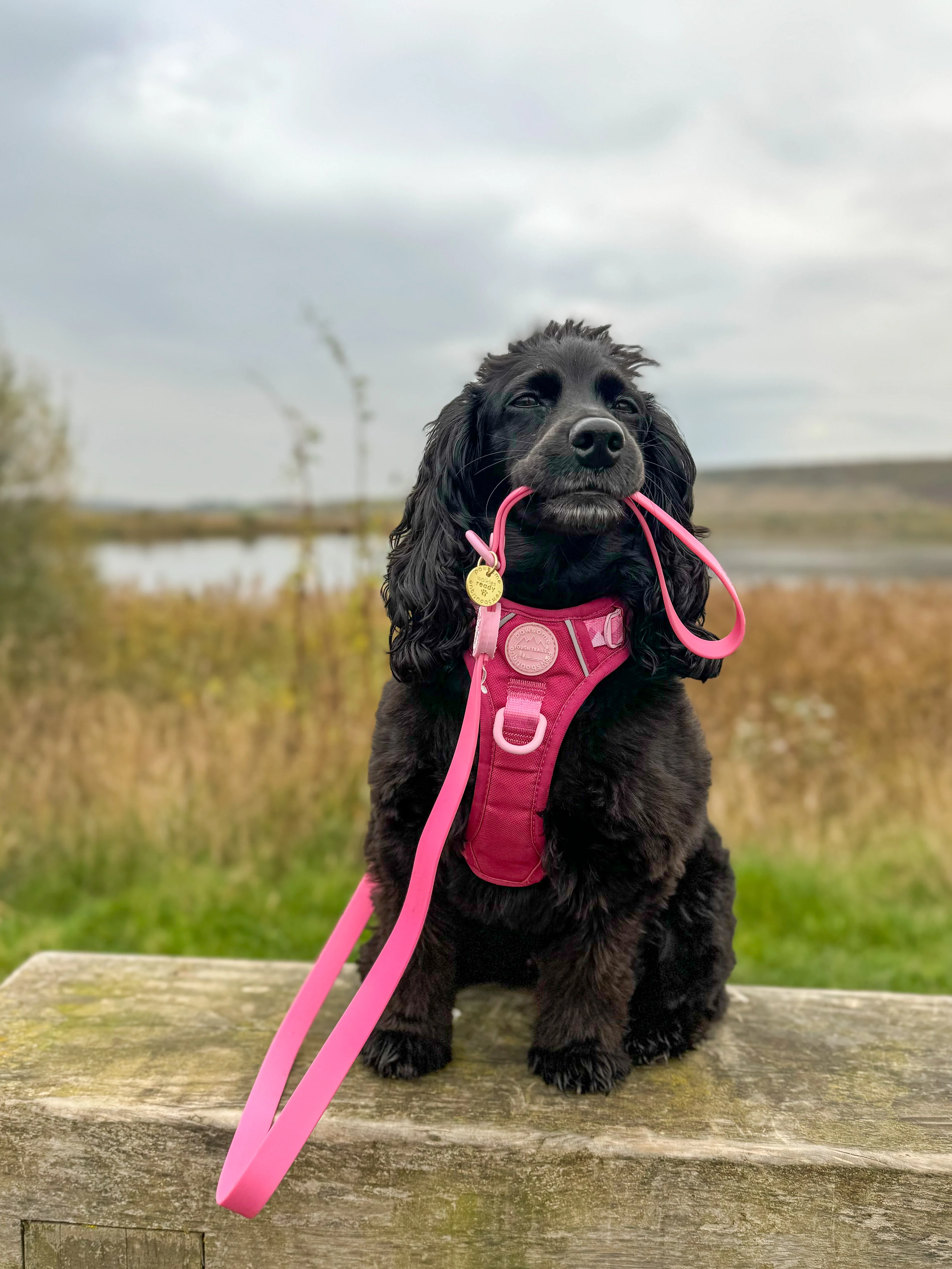 4ft Waterproof Lead - Walkies Ready® Raspberry Pink - Image 12