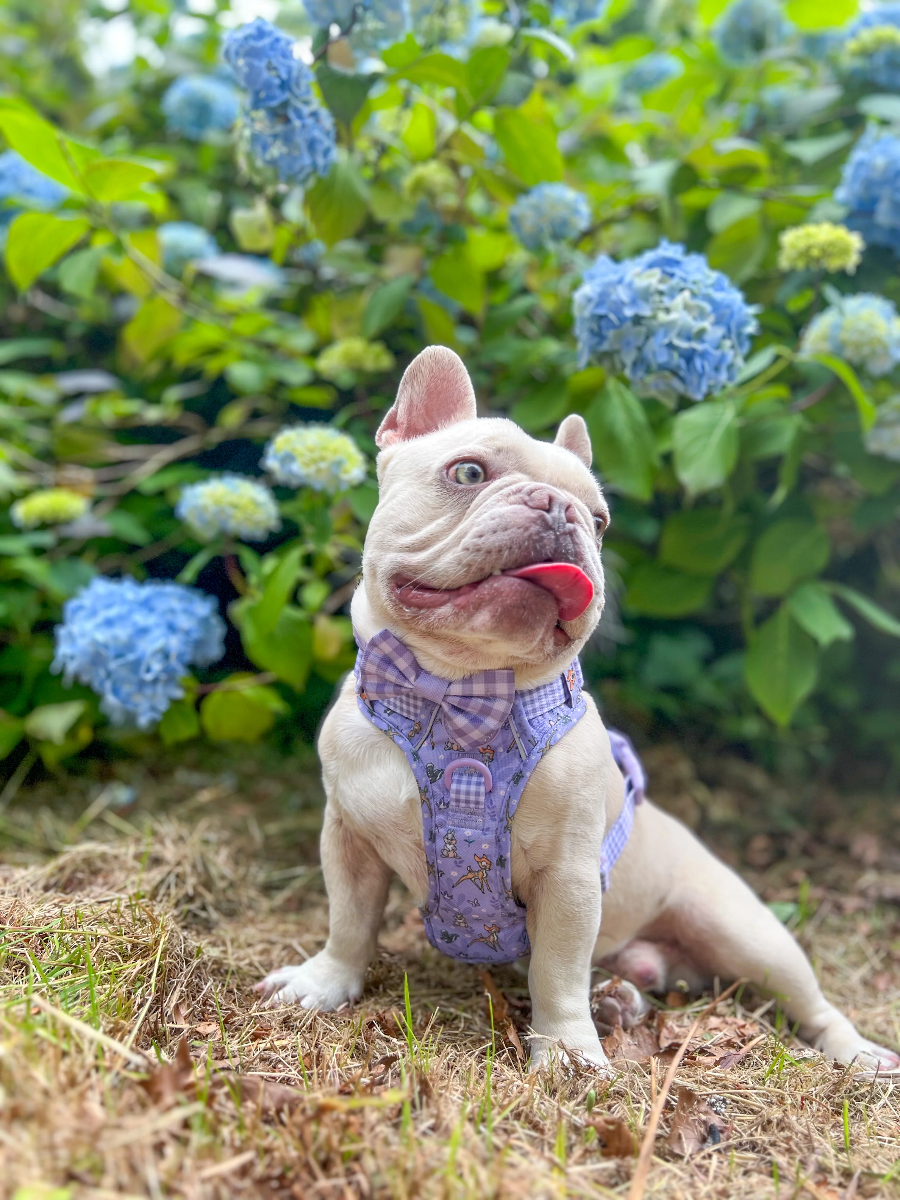 Disney© Bow Tie - Bambi + Friends Lilac Gingham - Image 4