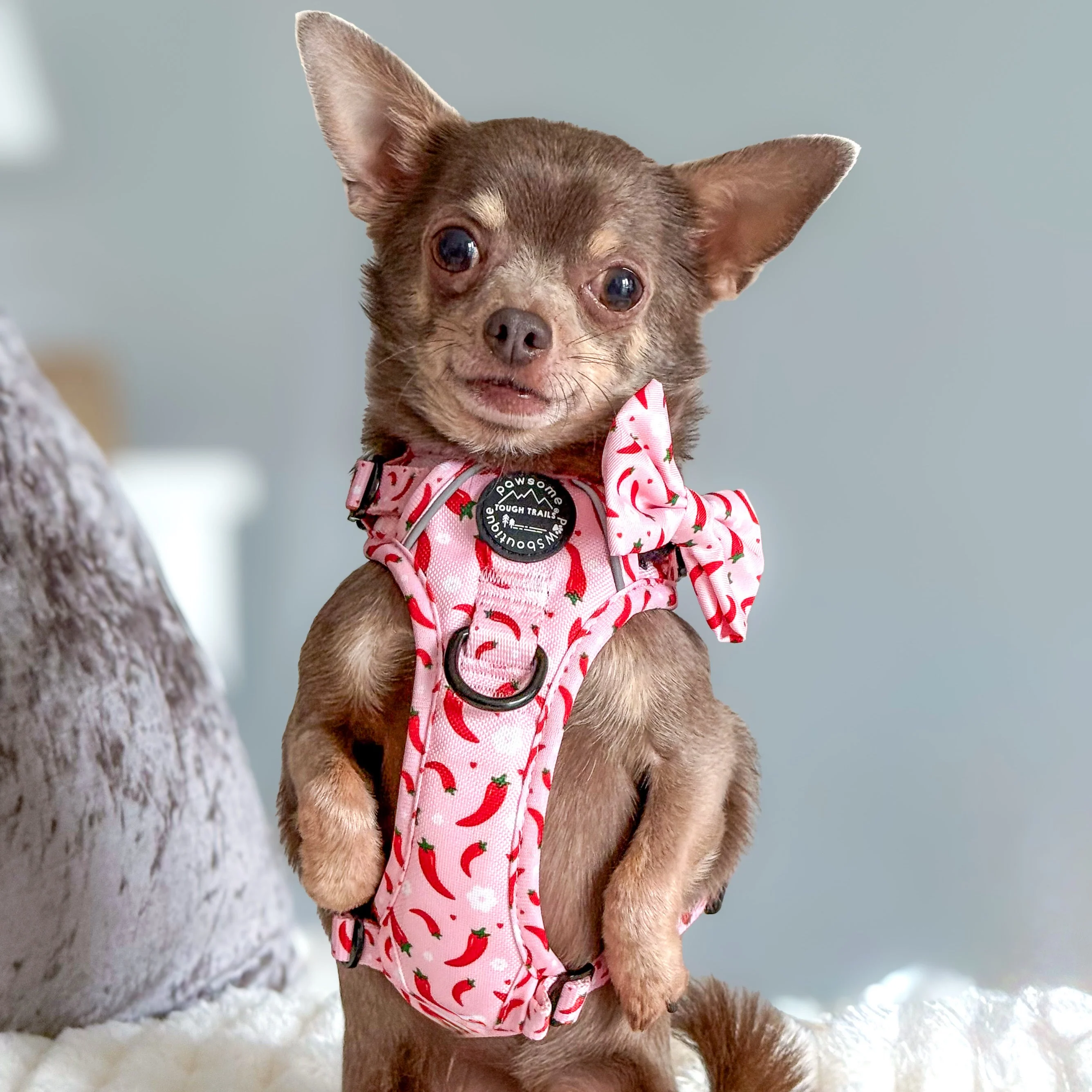 Bow Tie - Chilli Dog - Image 5
