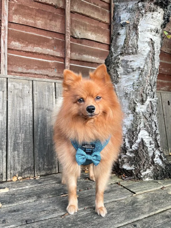Bow Tie - Country Teal - Image 7