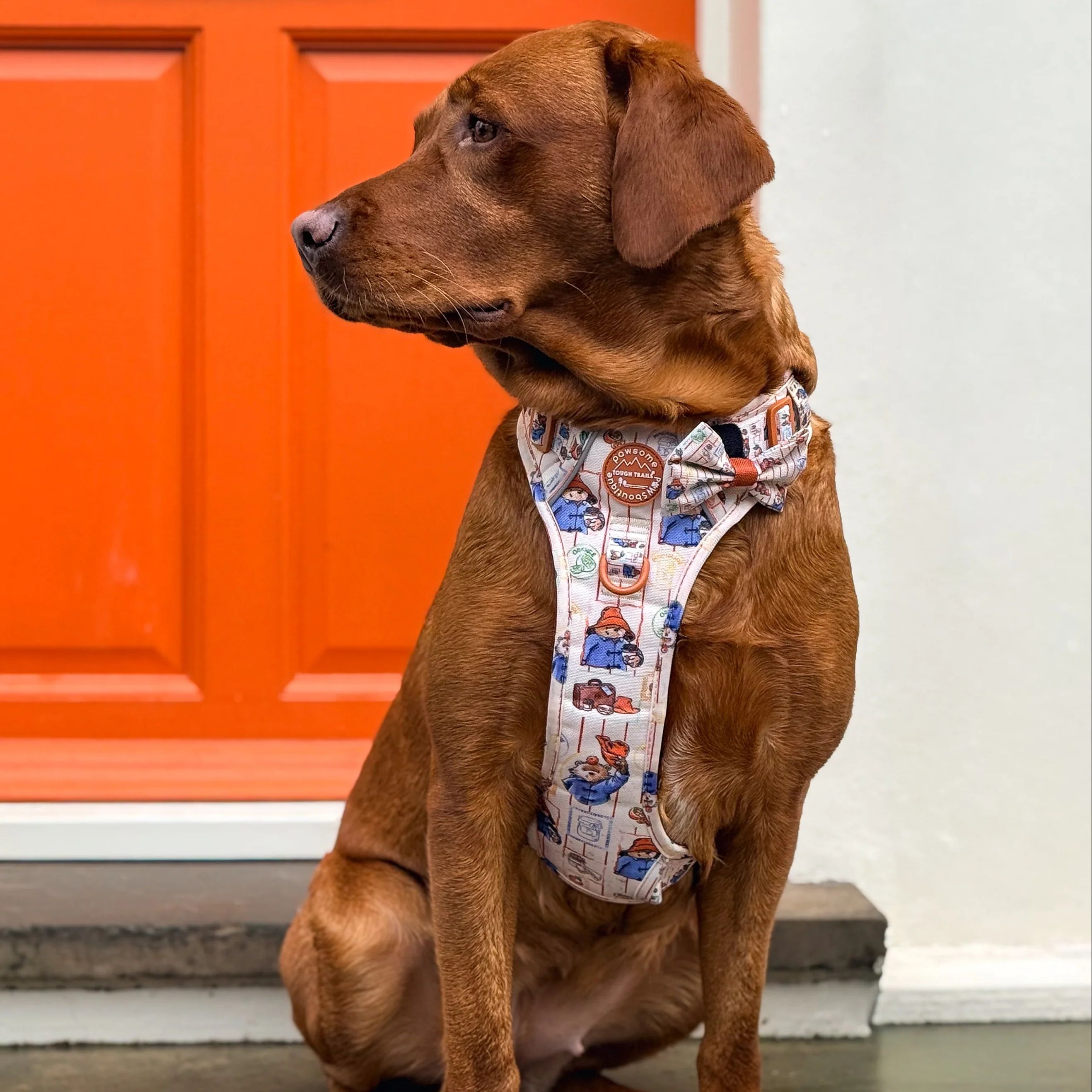 Paddington™ Bow Tie - Peckish Paddington - Image 10
