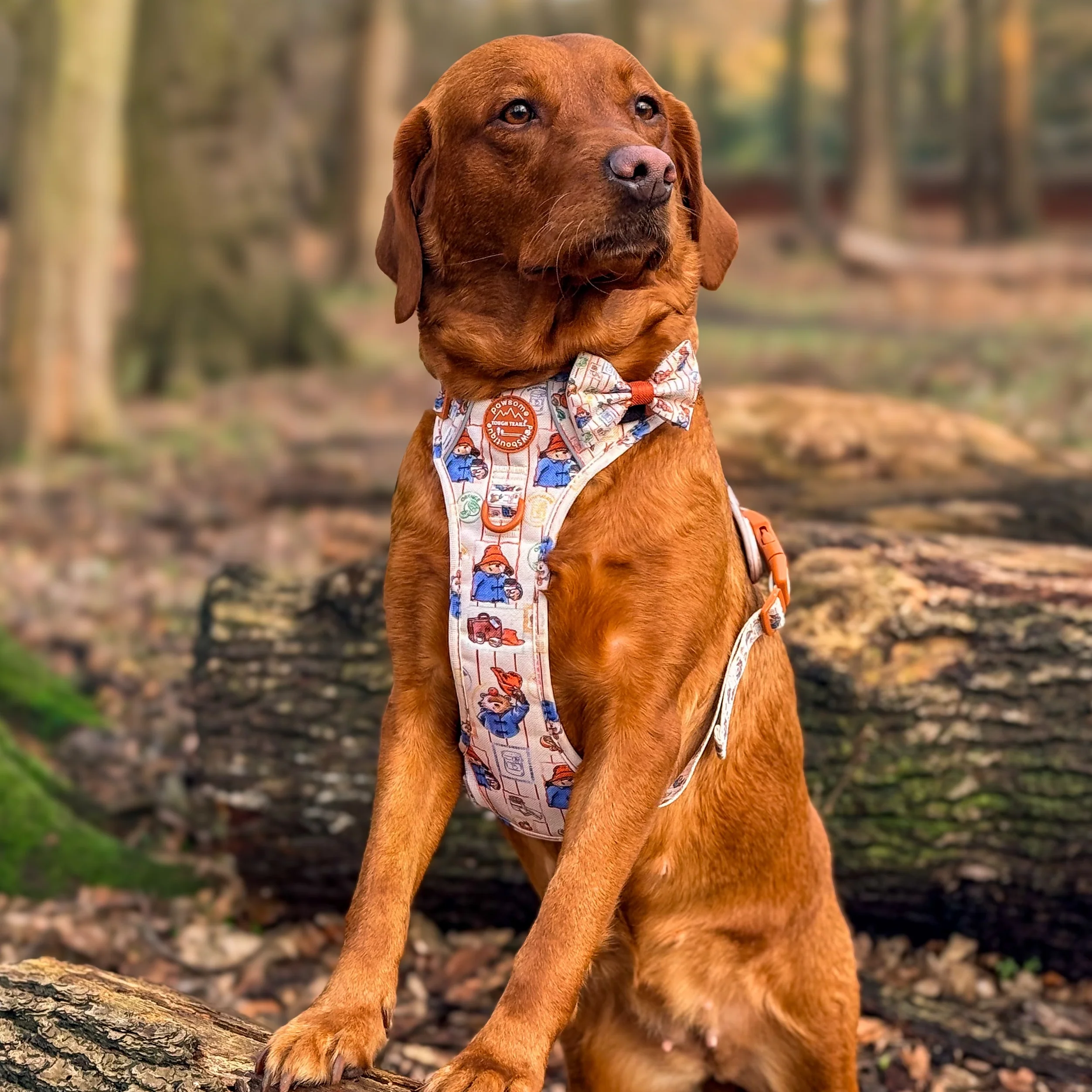 Paddington™ Bow Tie - Peckish Paddington - Image 4