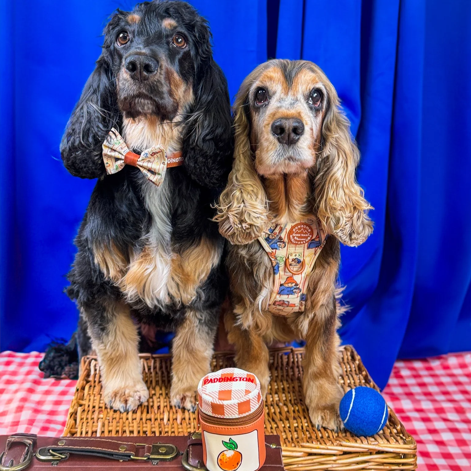 Paddington™ Bow Tie - Peckish Paddington - Image 7