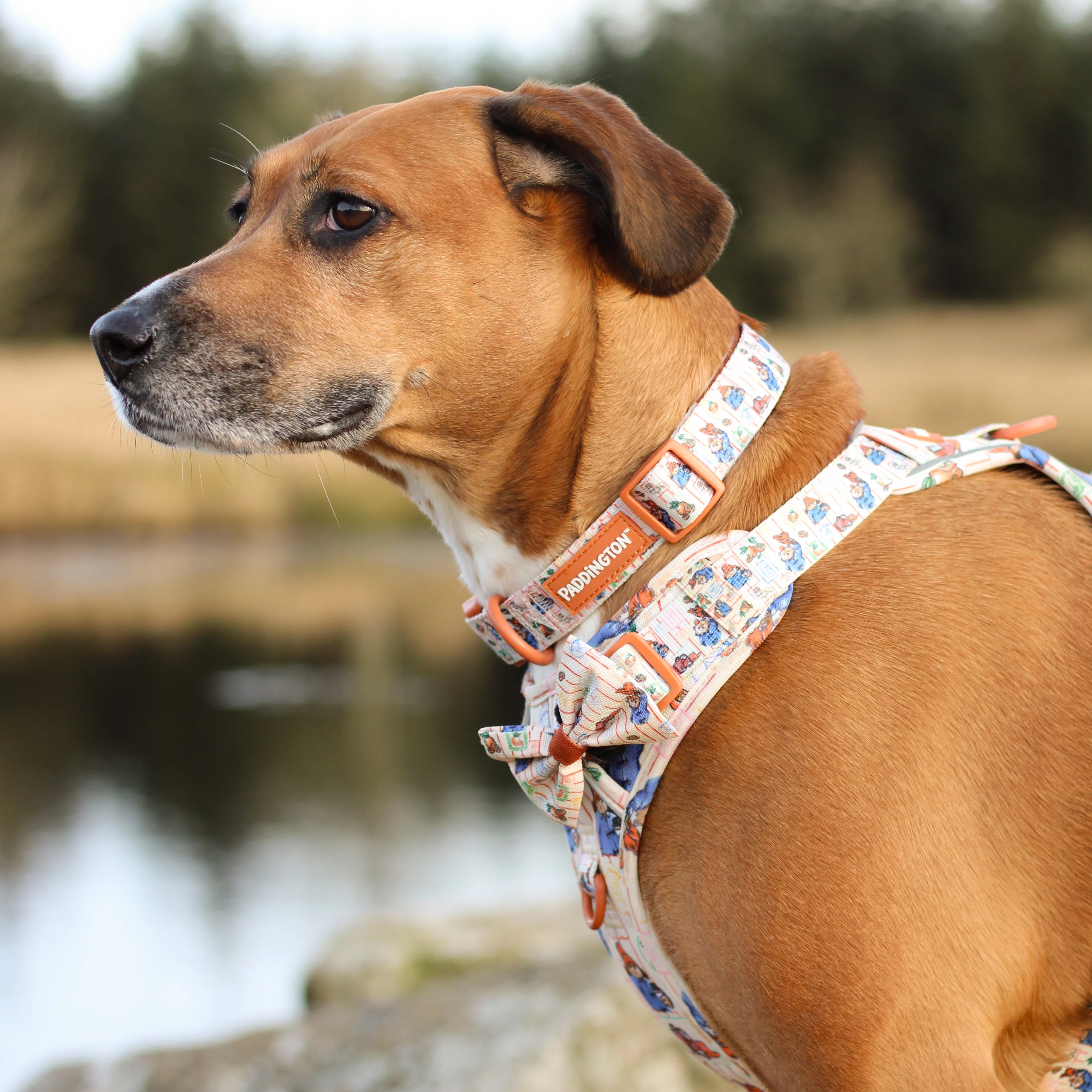 Paddington™ Bow Tie - Peckish Paddington - Image 8