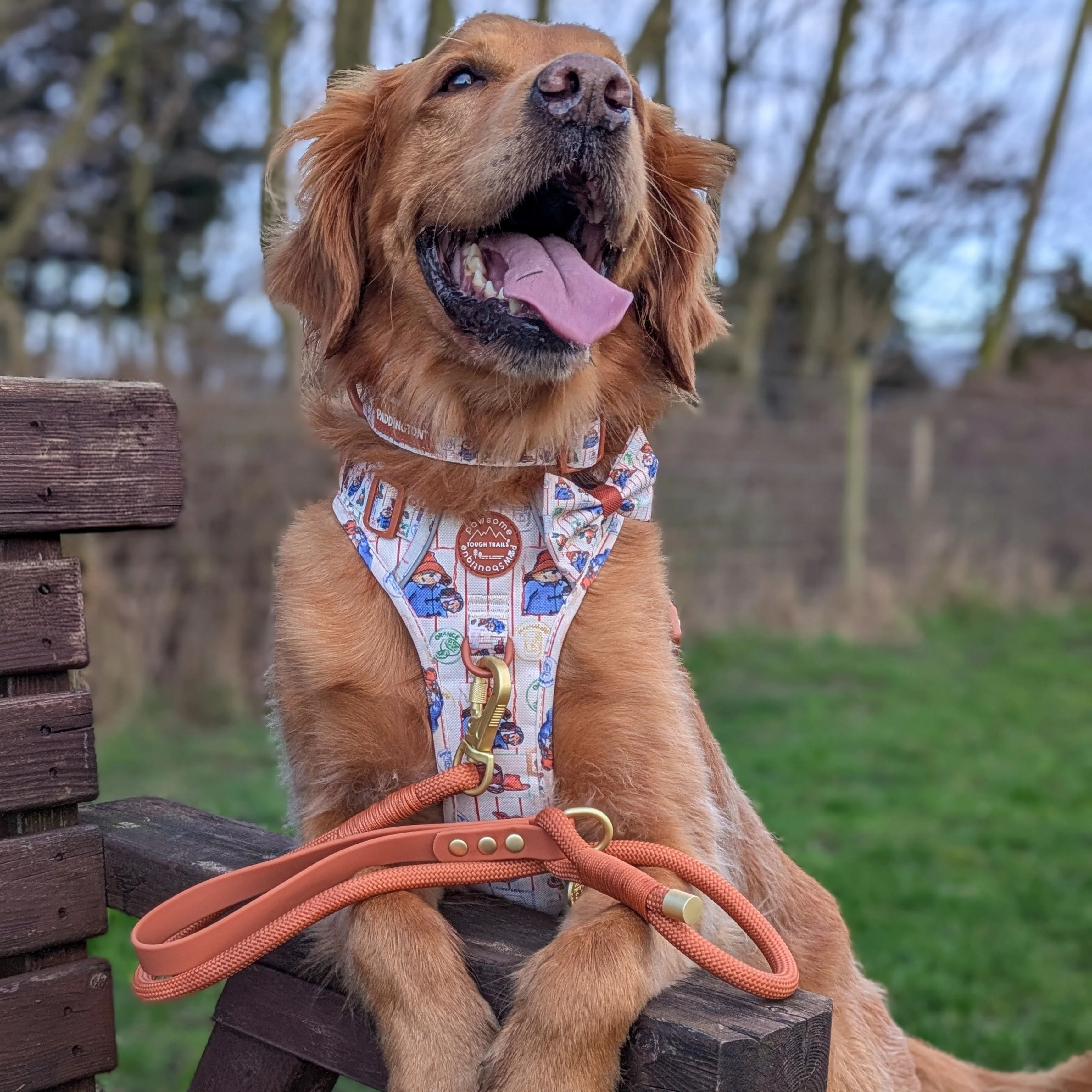 Paddington™ Bow Tie - Peckish Paddington - Image 9