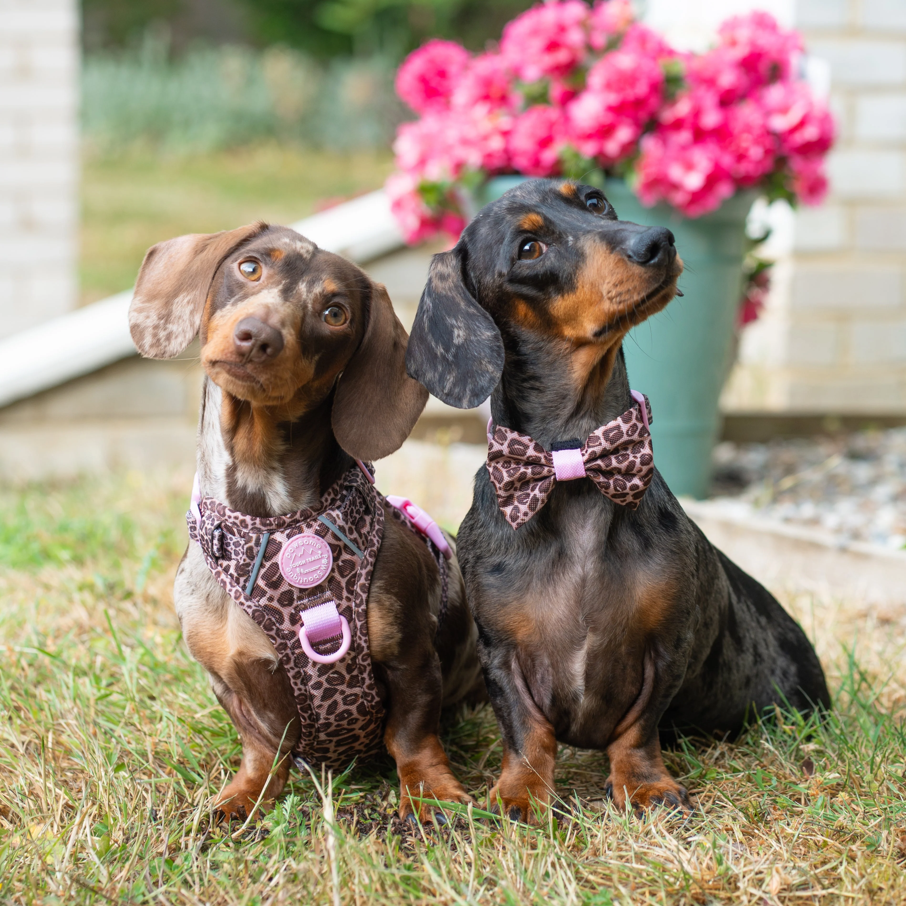 Bow Tie - Leopard Print - Image 4