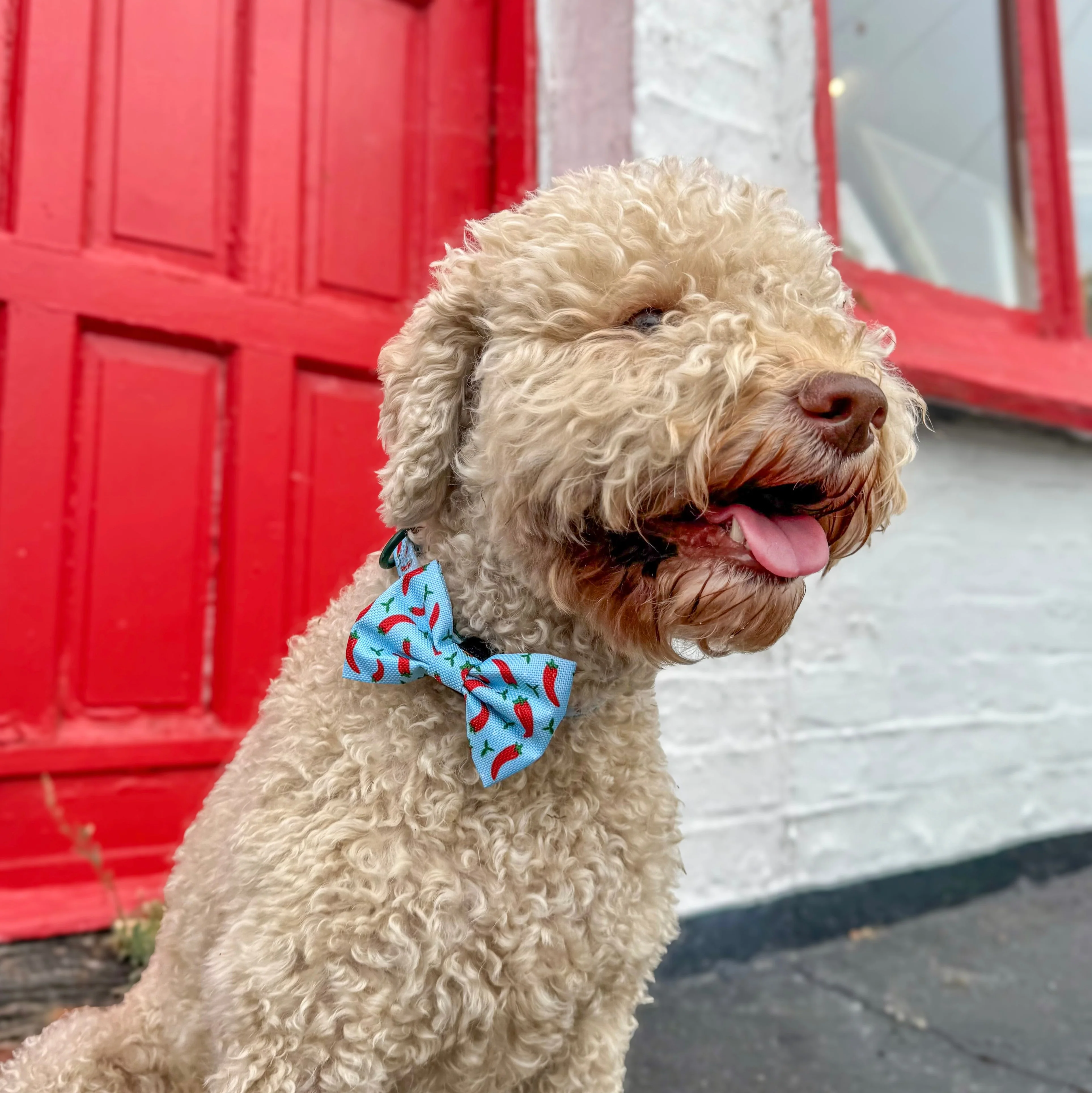 Bow Tie - Stay Spicy - Image 3
