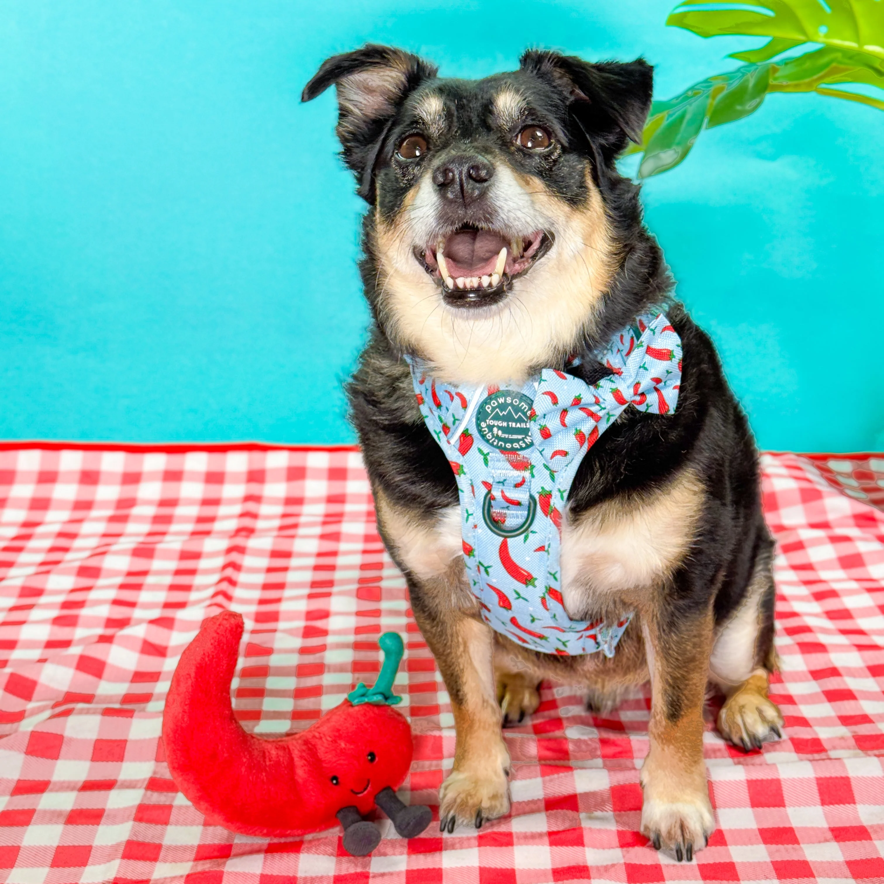 Bow Tie - Stay Spicy - Image 7