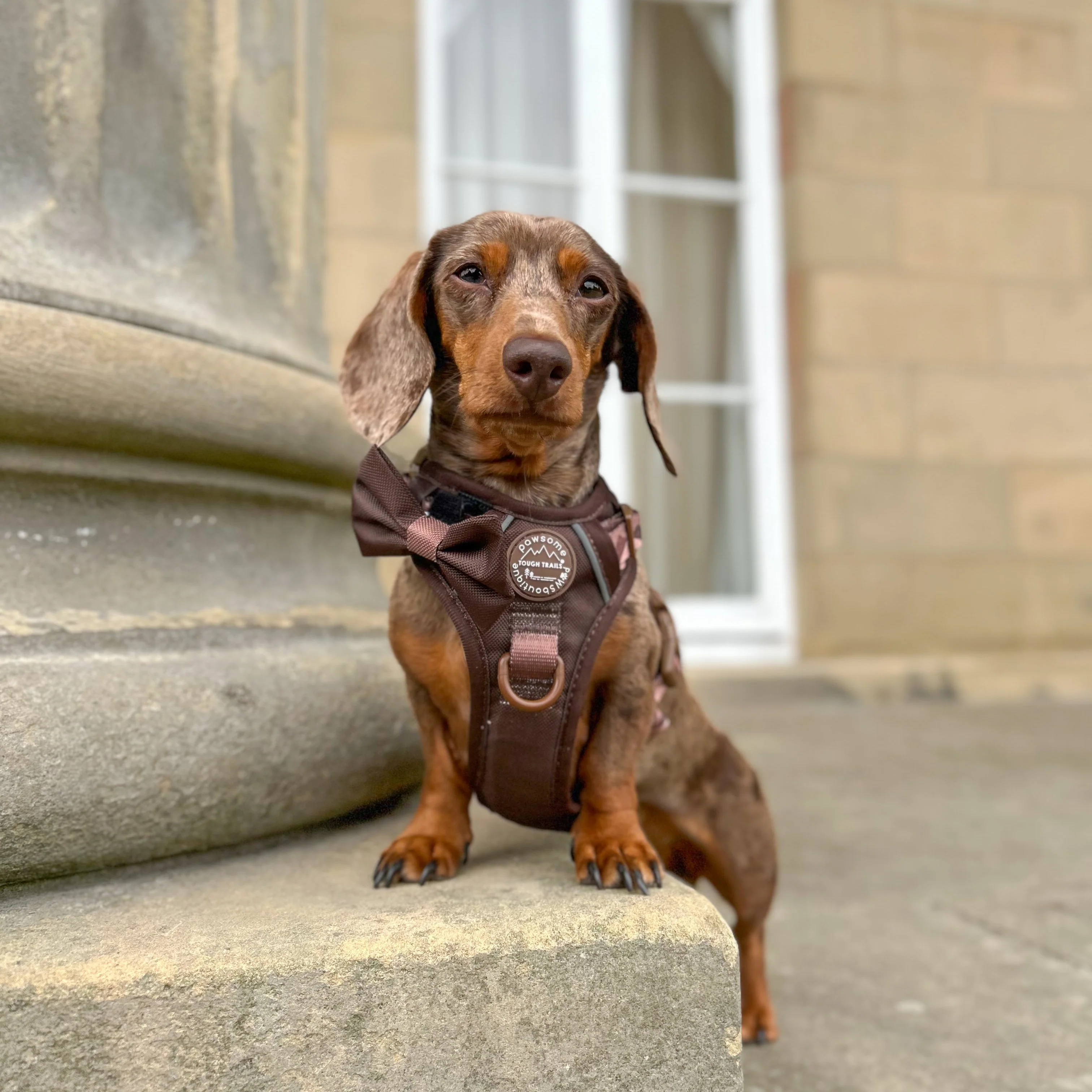 Bow Tie - Walkies Ready® - Chocolate Brown - Image 5