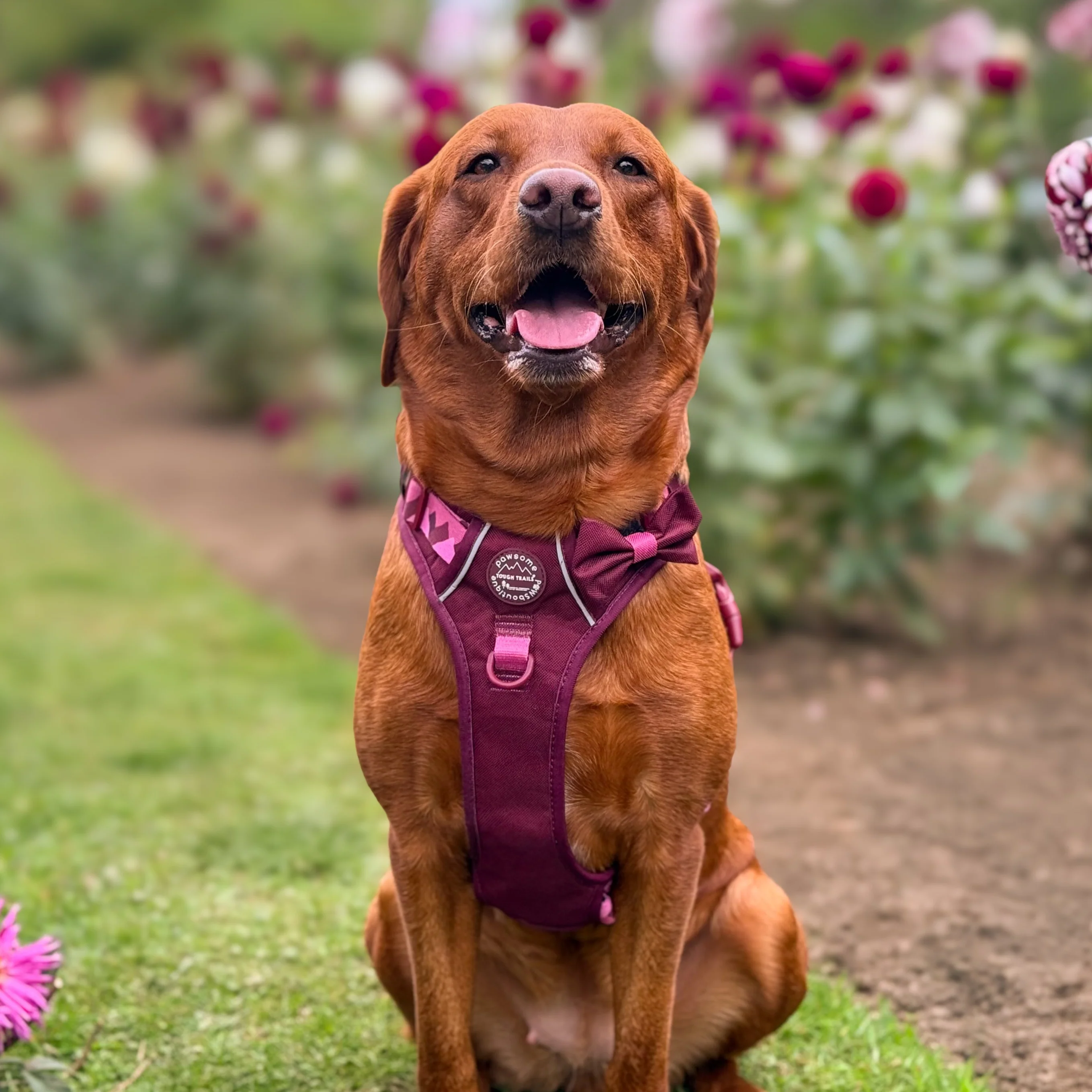 Bow Tie - Walkies Ready® - Mulberry - Image 7