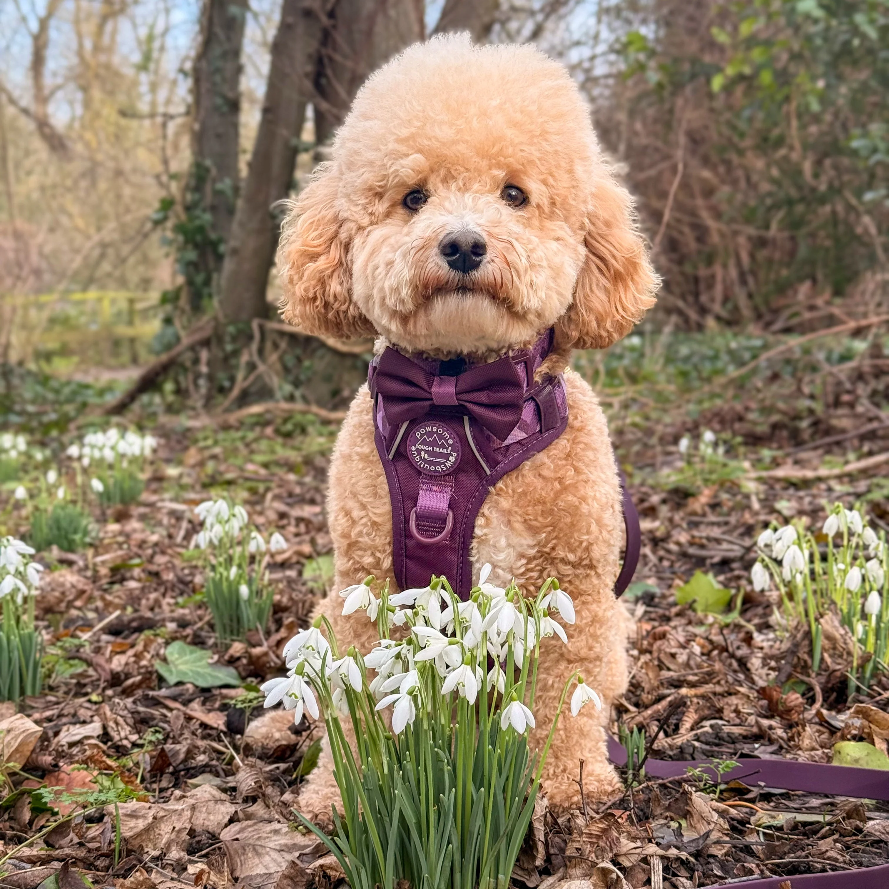 Bow Tie - Walkies Ready® - Plum - Image 5
