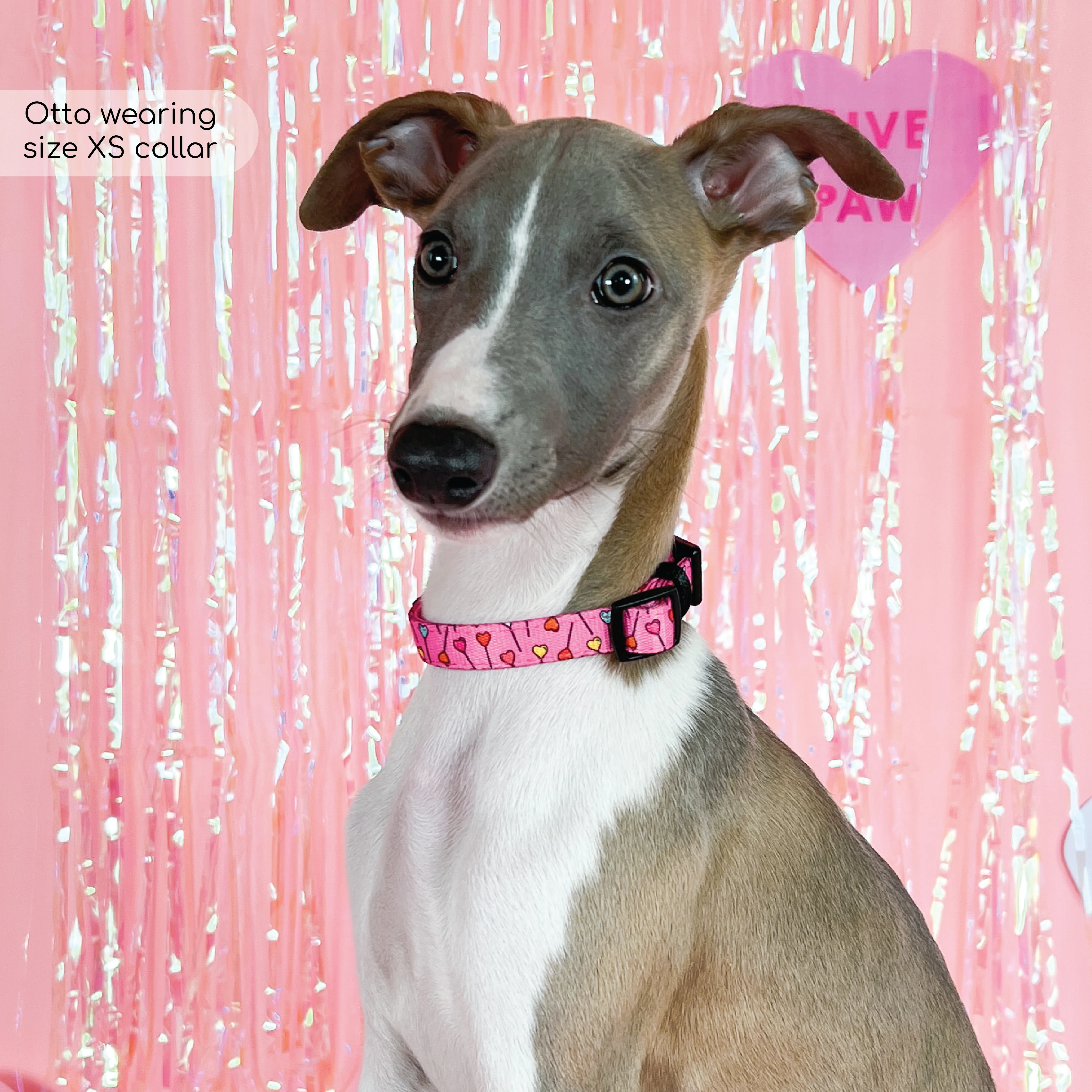 Collar - Candypop - Image 3