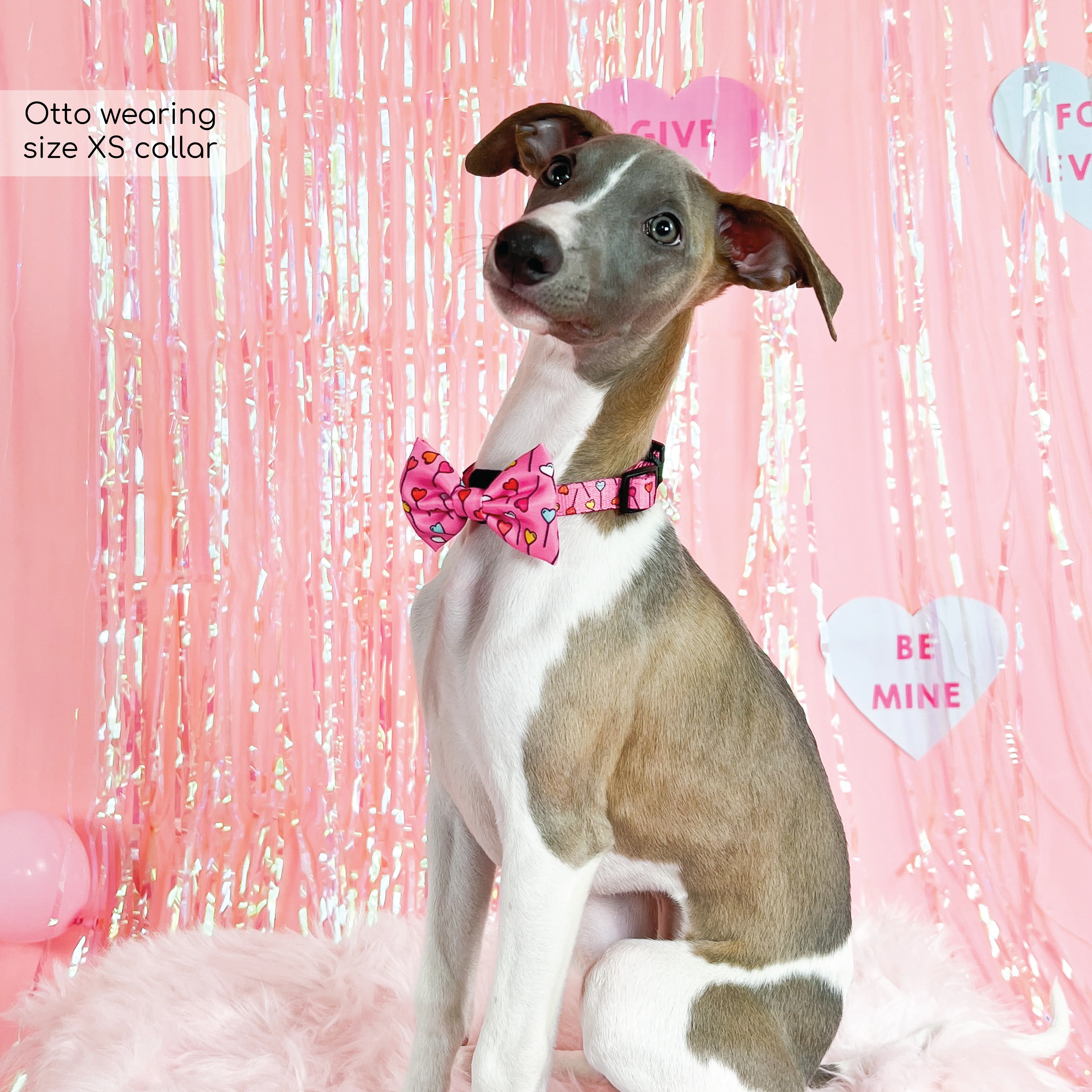 Collar - Candypop - Image 4