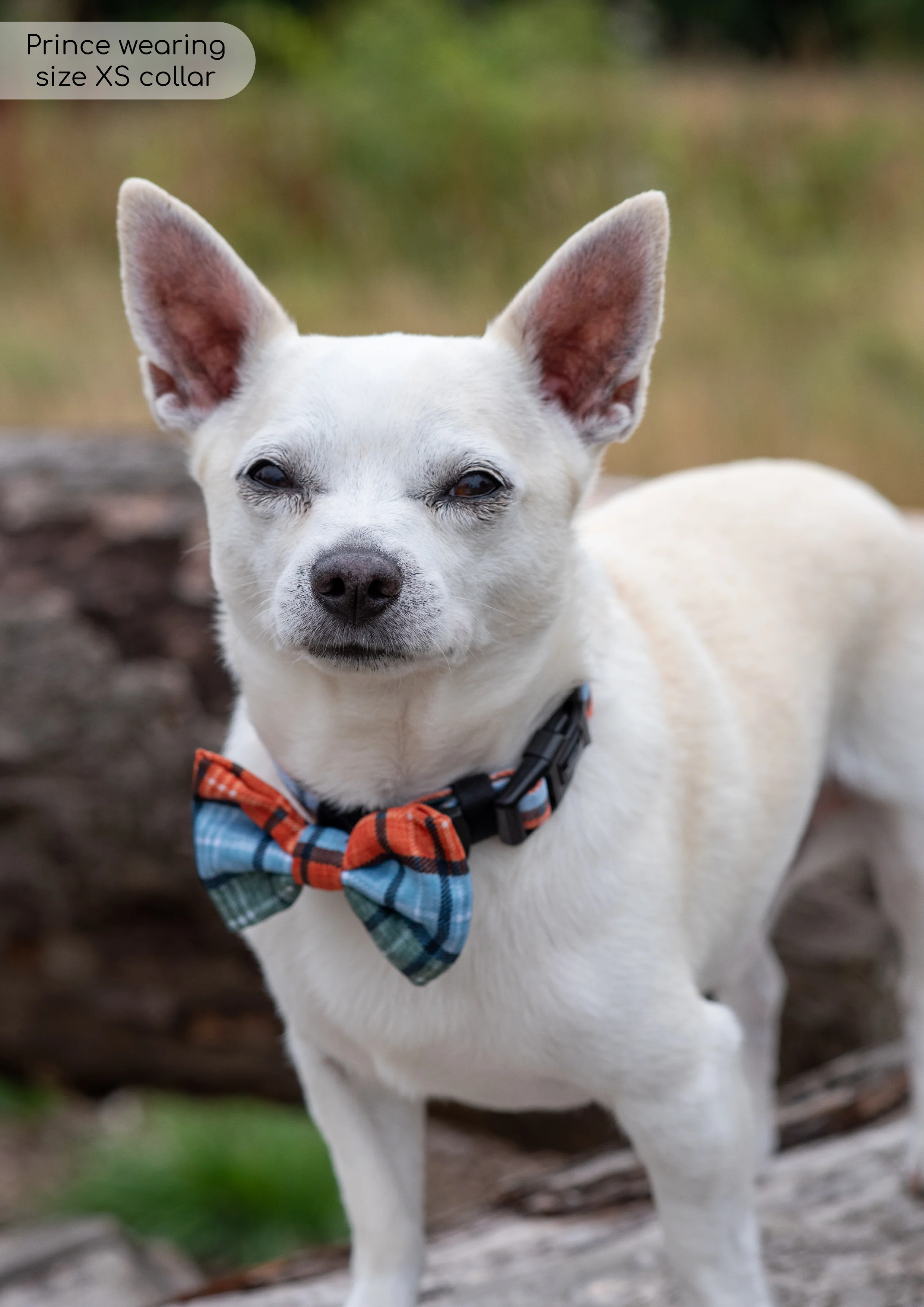 Collar - Harvest Plaid - Image 3