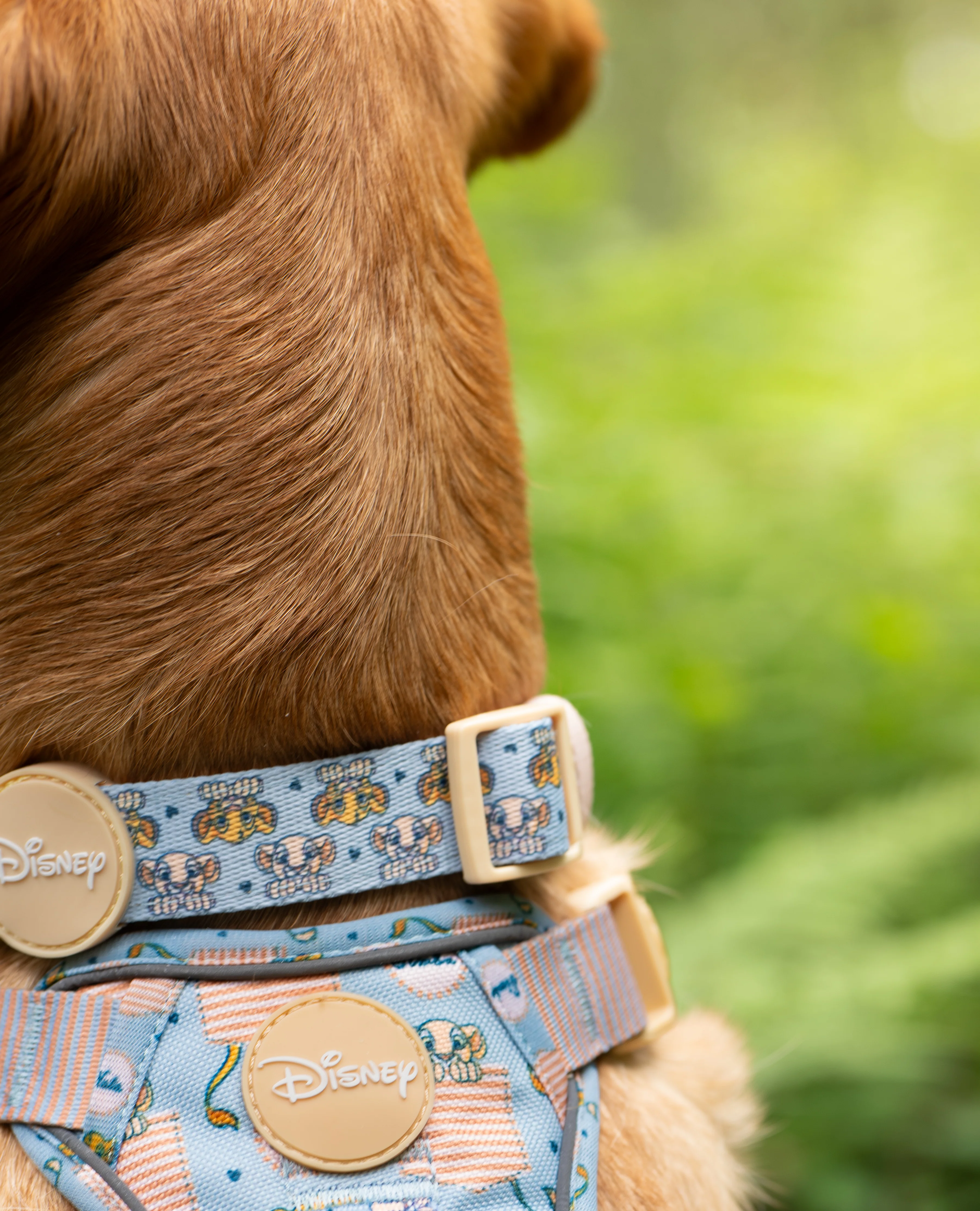Disney© Collar - Lion Friends - Image 5